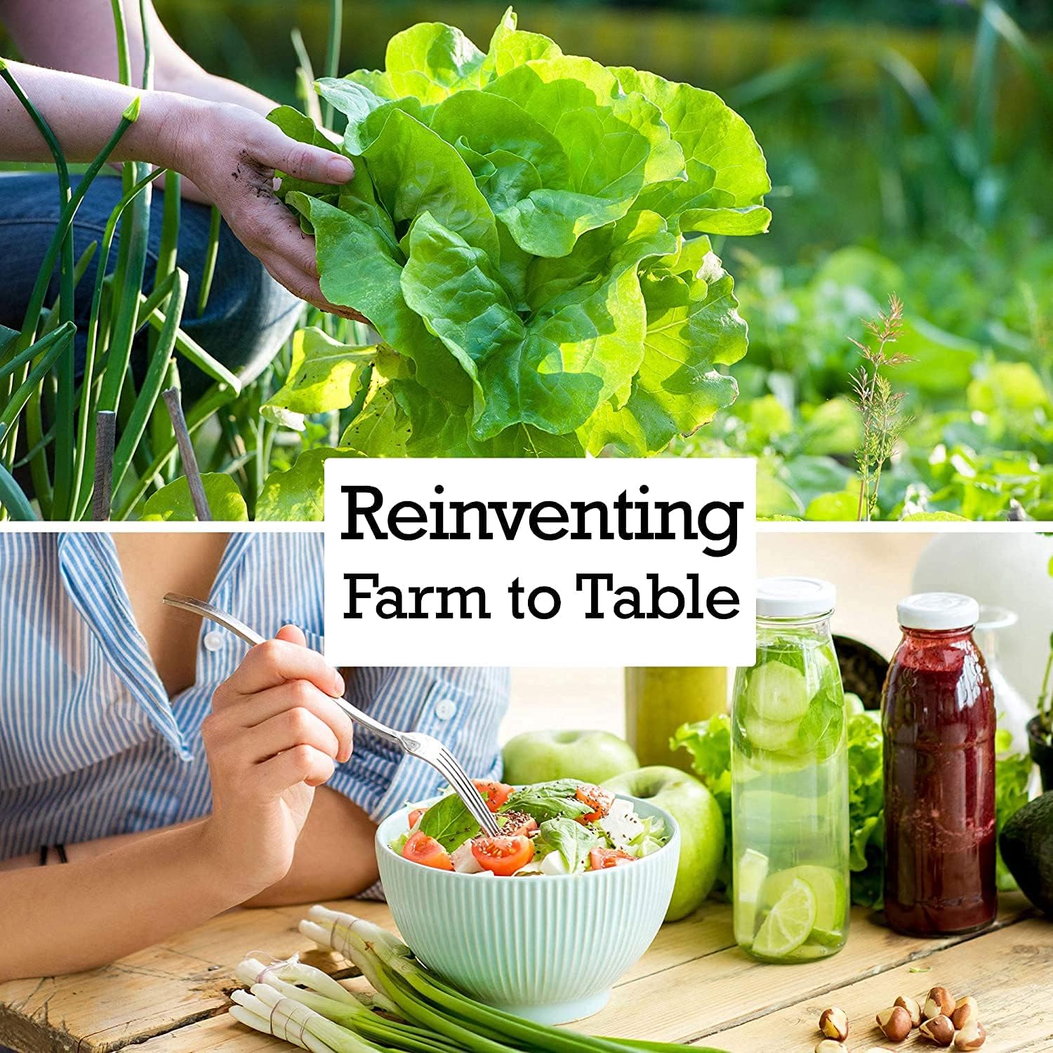 Semillas de rábano para plantar  Semillas de vegetales tradicionales sin OMG  Paquetes completos de instrucciones para plantar en tu jardín al aire
