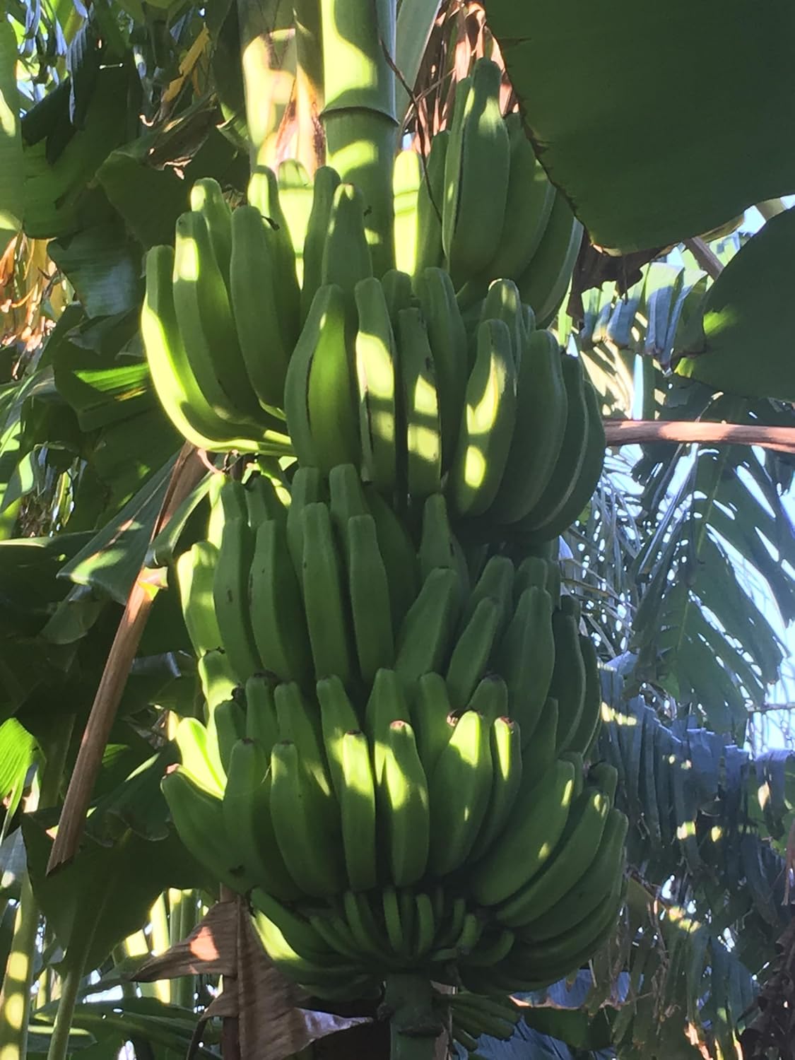 Planta de plátano, plátano Orinoco, Musa accuminata’ (grande 25″ – 36″)