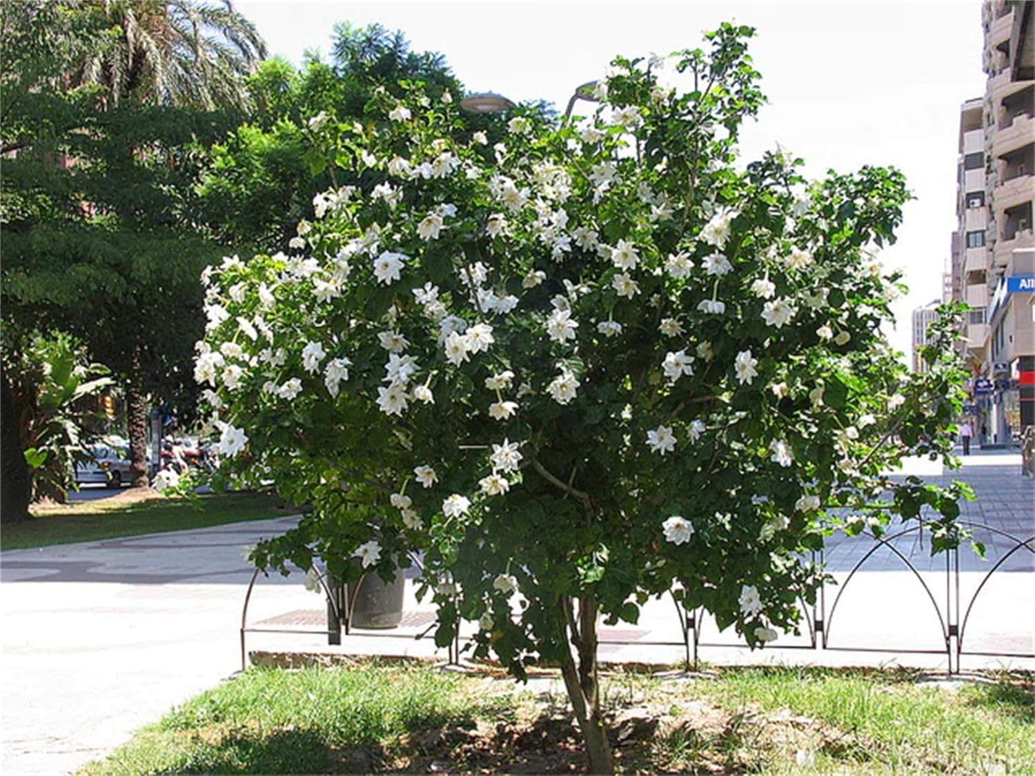 Semillas de árbol de plantas raras Gardenia Thunbergia 100 semillas  Fragante plantas de árbol de hoja perenne silvestre  seto de arbustos