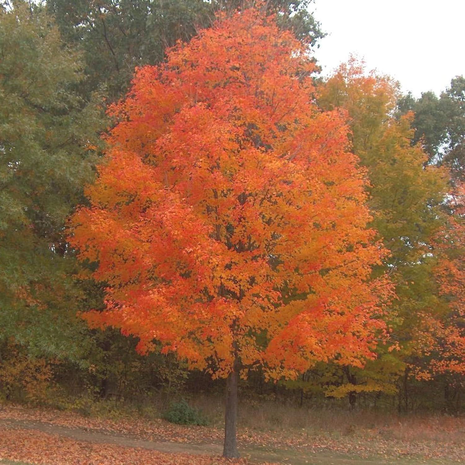 YEGAOL Garden – Semillas de arce azucarado Acer Saccharum Deciduou, árbol ornamental popular en paisajismo al aire libre, 20 semillas de árbol