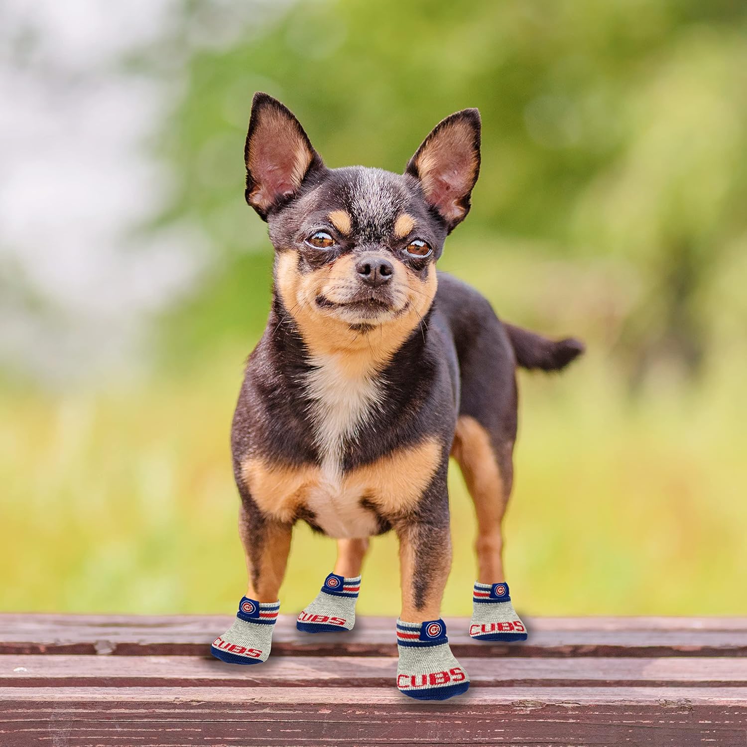 MLB Chicago Cubs – Calcetines antideslizantes para perro con parte superior elástica acanalada, talla XSS. Calcetines para interiores y exteriores,