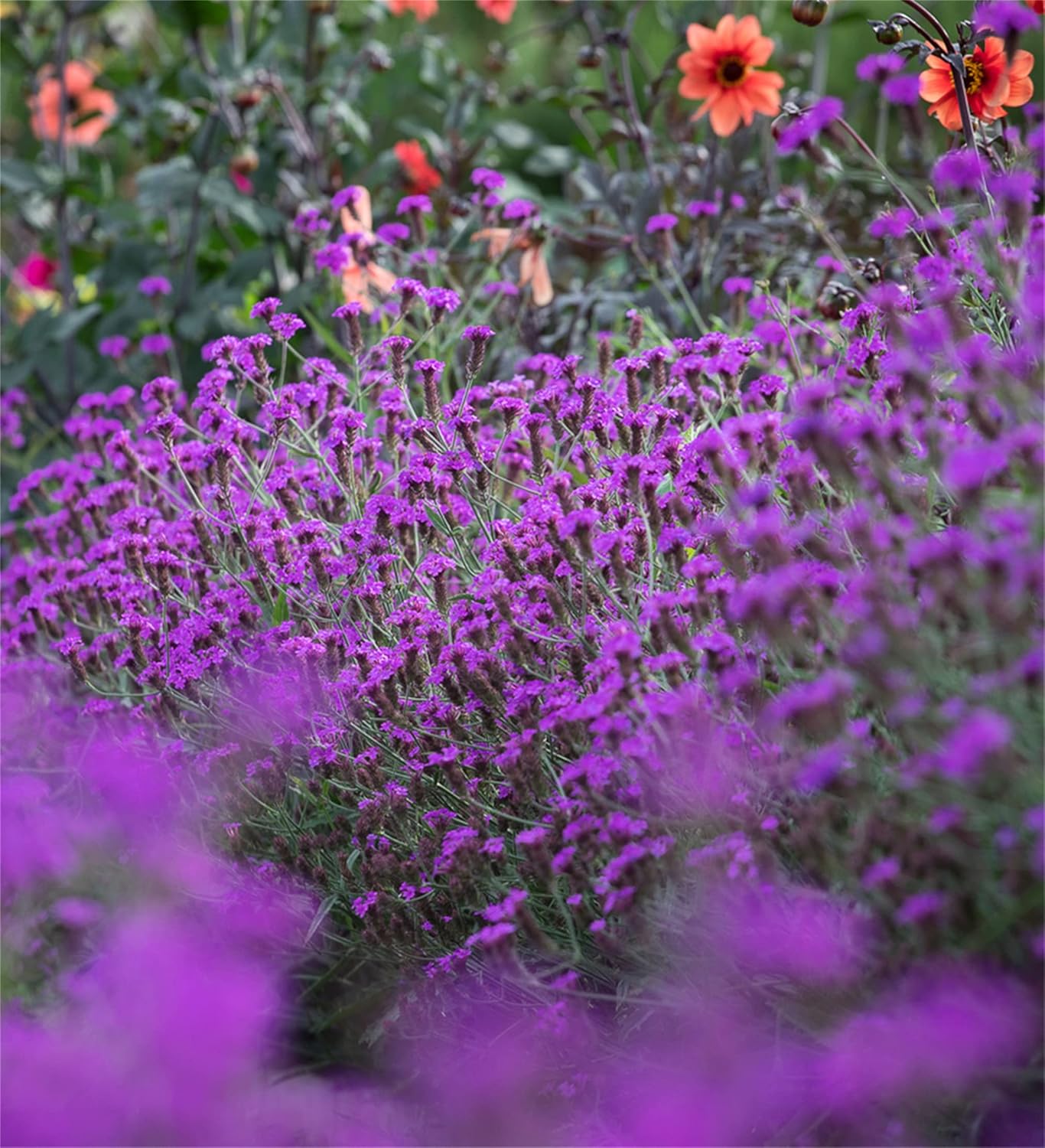Semillas de flores raras Semillas de plantas 1500 Pcs Semillas perennes Verbena rigida ‘Santos Purple’