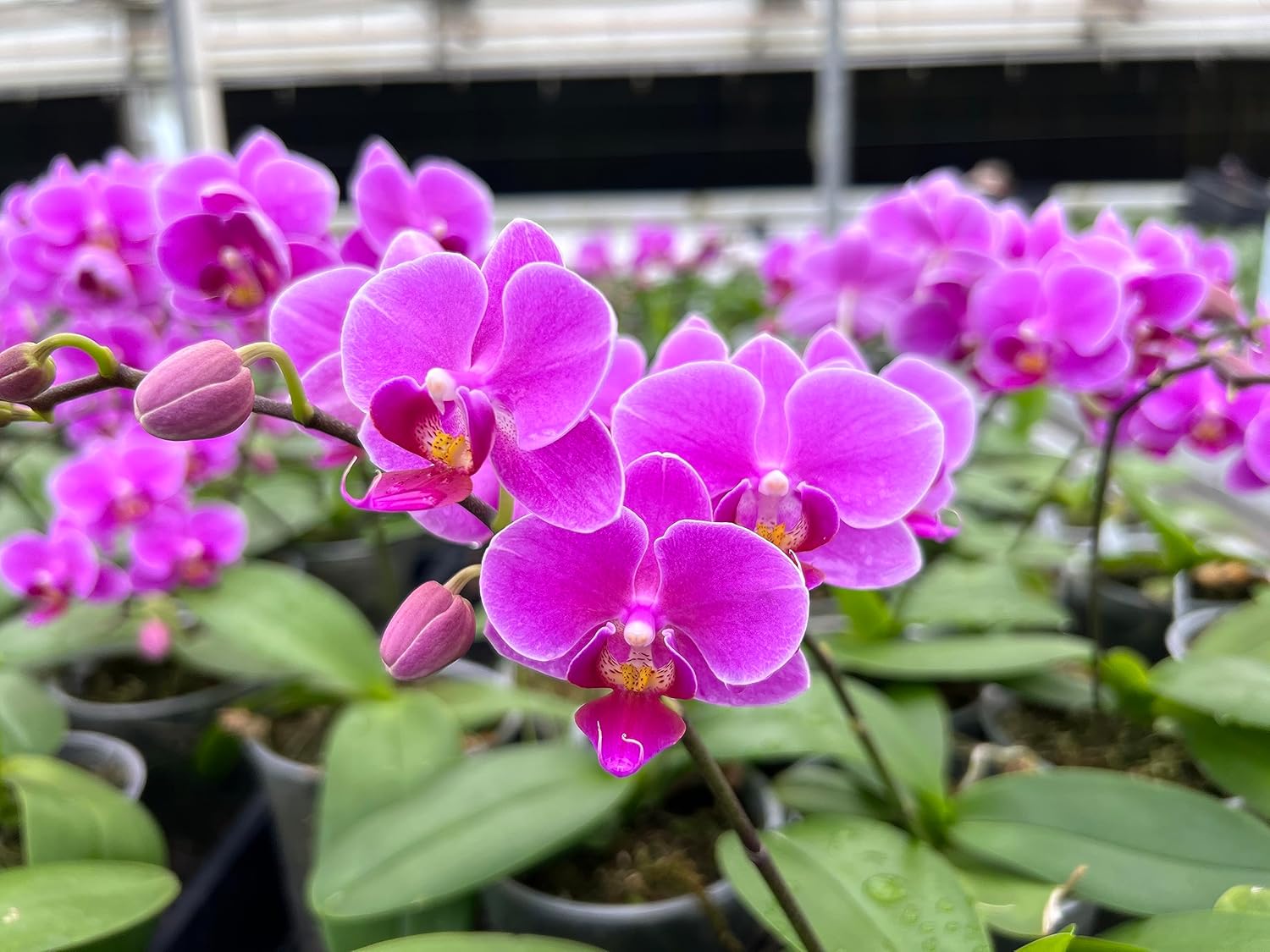 Fibra de helecho arbóreo de Nueva Zelanda de primera calidad (sin escombros), medio de cultivo y sustrato de reptil, natural, orgánico, de larga