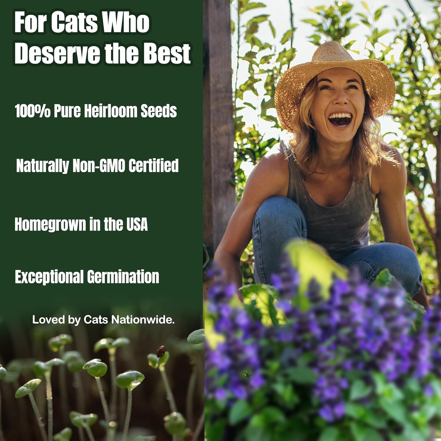 Semillas de hierba gatera – Nepeta cataria para plantar, más de 2200 semillas de hierbas, cultivo en interiores o exteriores, reliquia, sin OMG, a