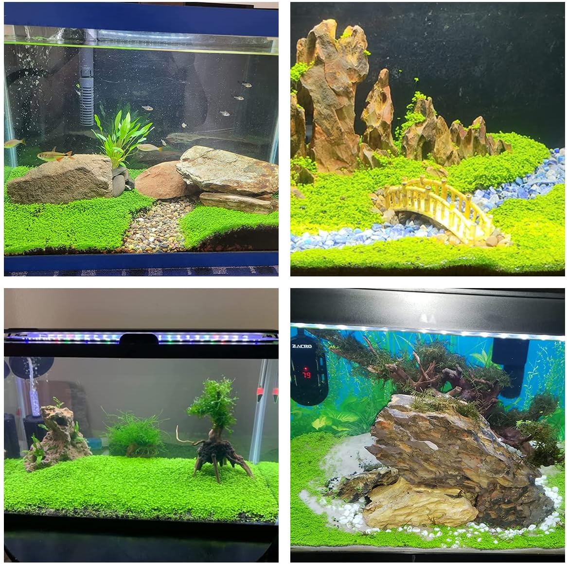 Paquete de 2 semillas de plantas de acuario vivas, plantas de hierba de agua, mini hojas, semillas de plantas de hierba de acuario, hierba de hoja