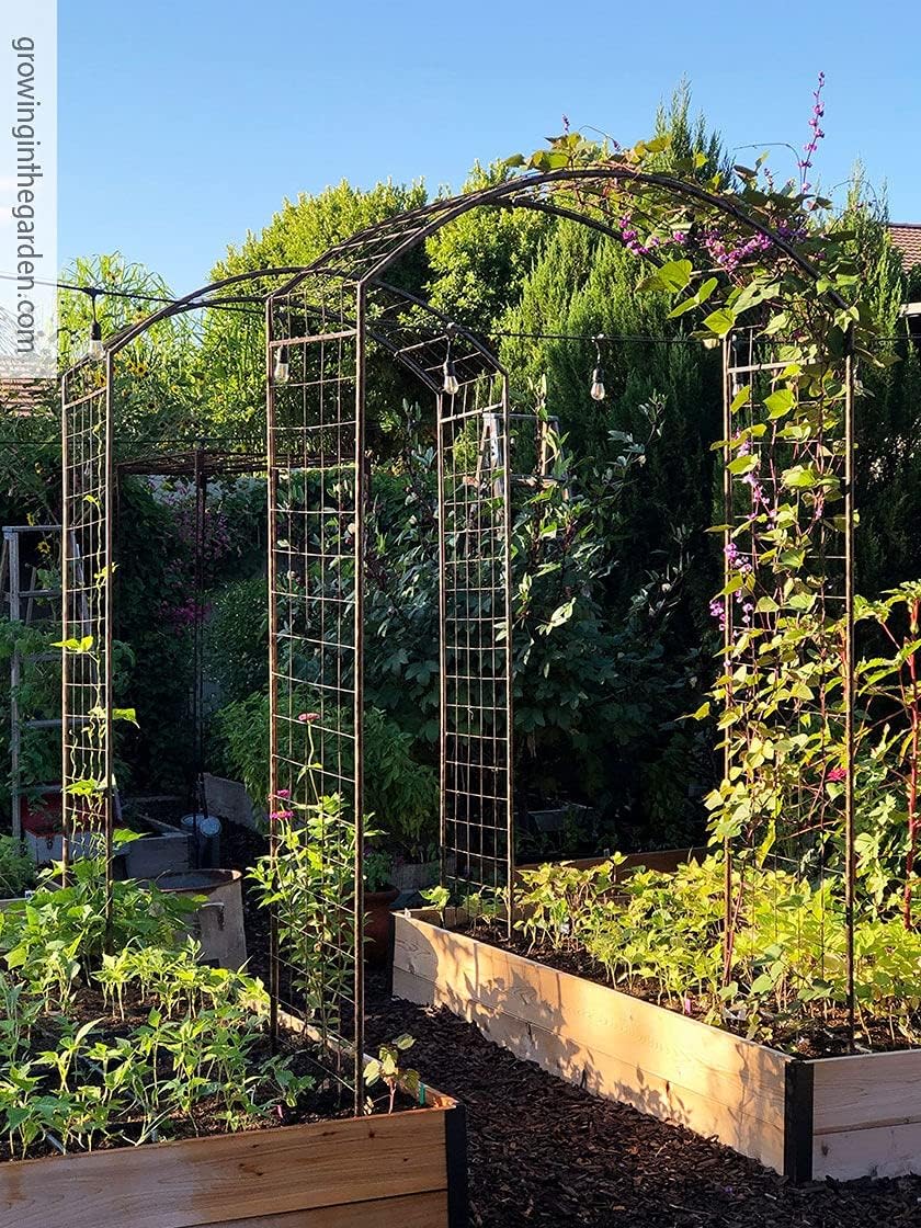 Gardeners Supply Company Jardin – Soporte para plantas de arco de rosas  Decoración de jardín de metal resistente para jardín de flores al aire