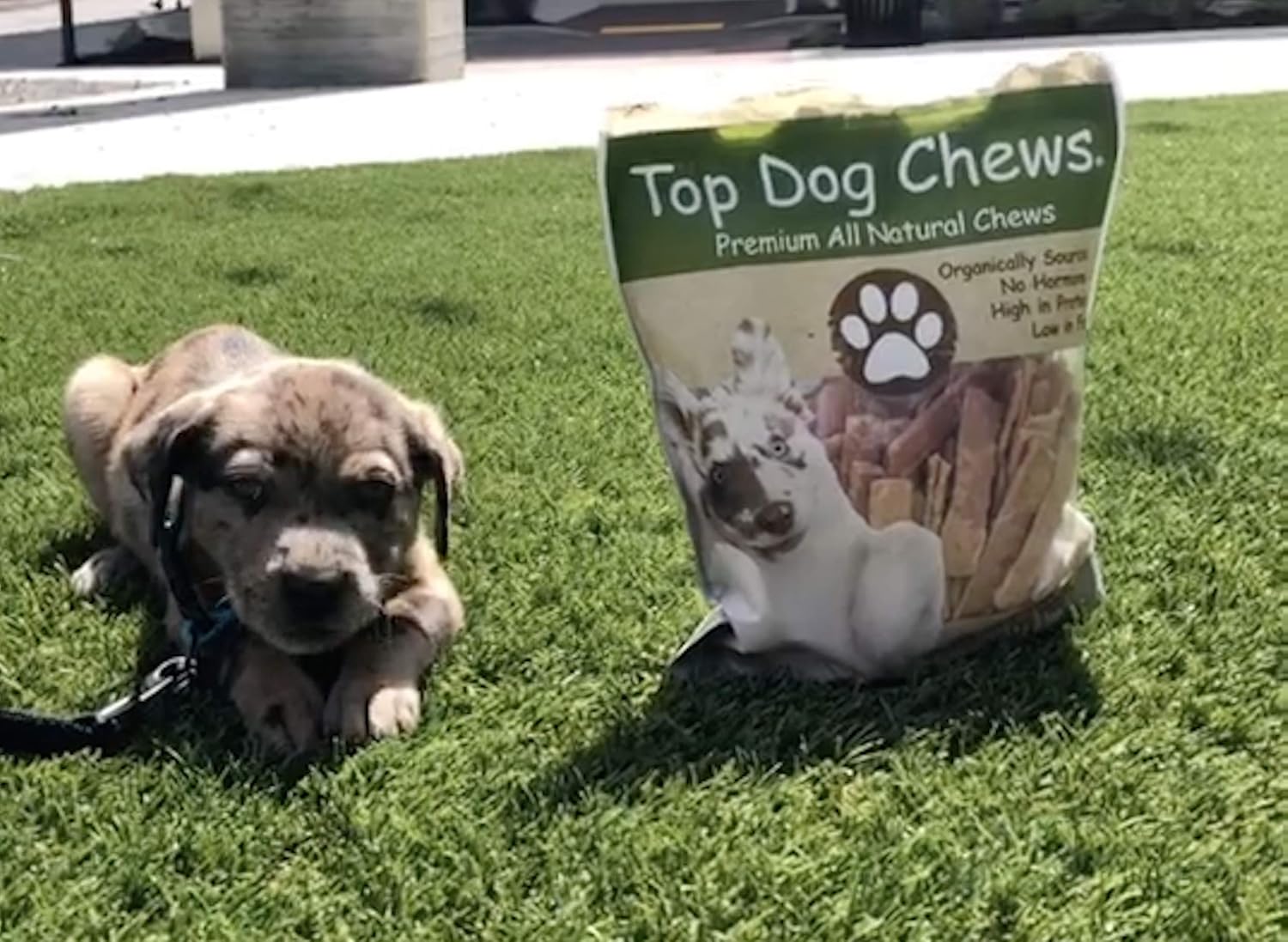 Top Dog Chews – Tendones planos de pavo para perros, 1 libra16 onzas, fabricados en los Estados Unidos, golosinas masticables 100% naturales para el