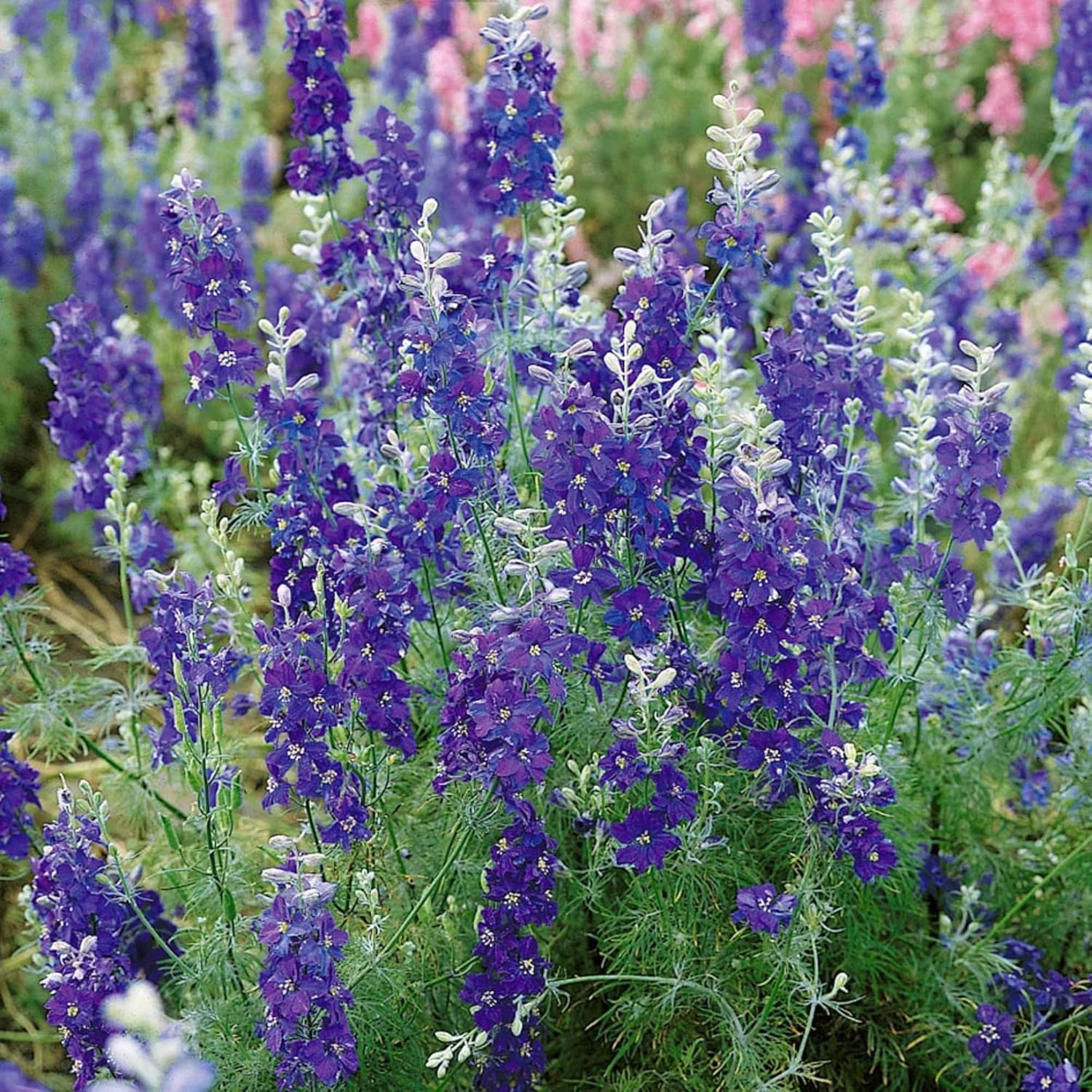 CHUXAY GARDEN Blue Consolida Ambigua-Delphinium,Larkspur 100 Semillas Rara Llama la Planta de Paisajismo