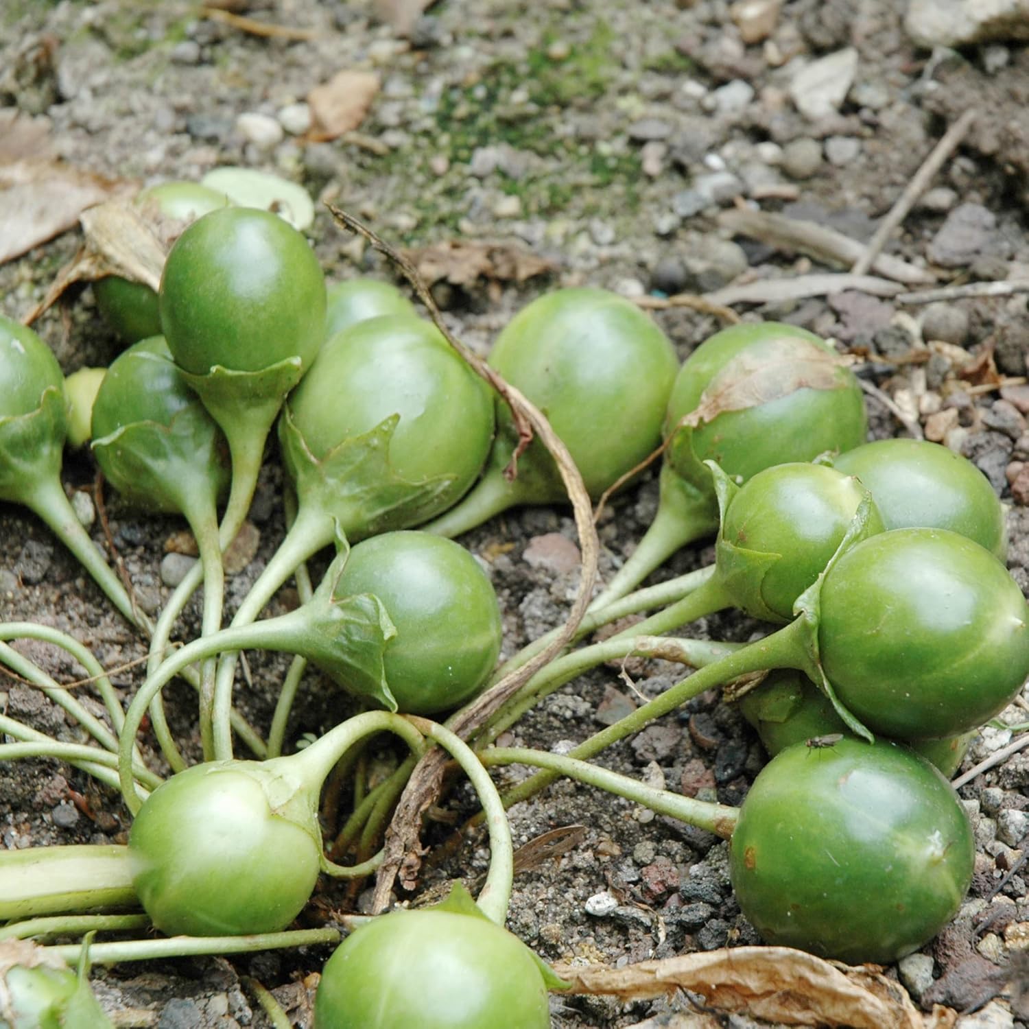 YEGAOL Garden – Semillas de mandrágora Officinarum de hierbas perennes, frutas y bayas, sin OMG, para patio, jardín, exteriores, 20 unidades