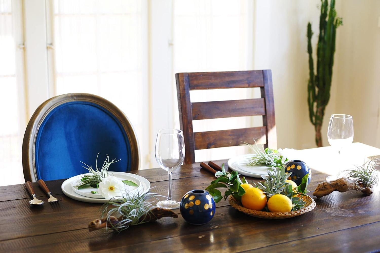Shop Suculents – Plantas seleccionadas a mano, variedad de especies, plantas de interior tropicales para decoración del hogar y terrarios