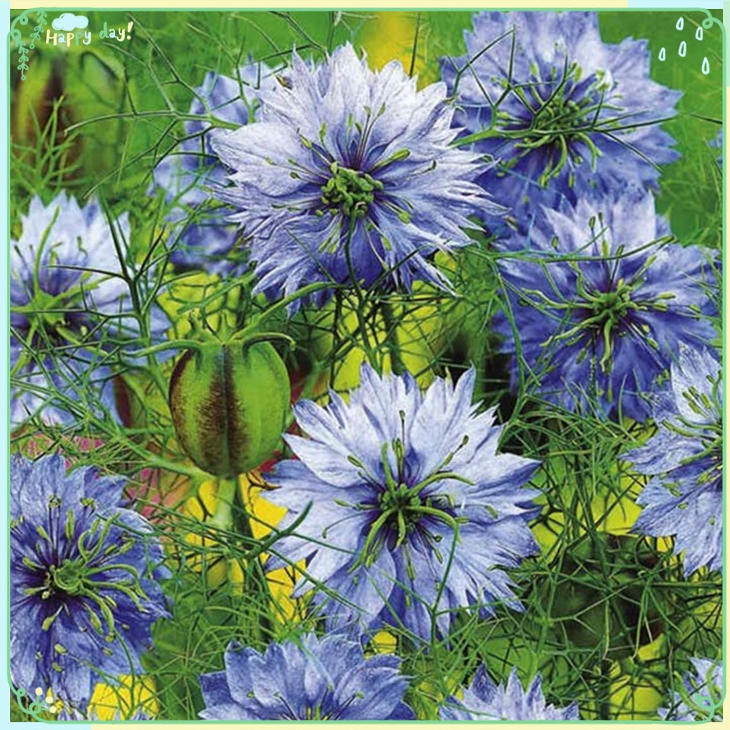 Semillas de plantas Más de 200 semillas de Nigella (amor en una niebla) Semillas de amor en una niebla – Miss Jekyll