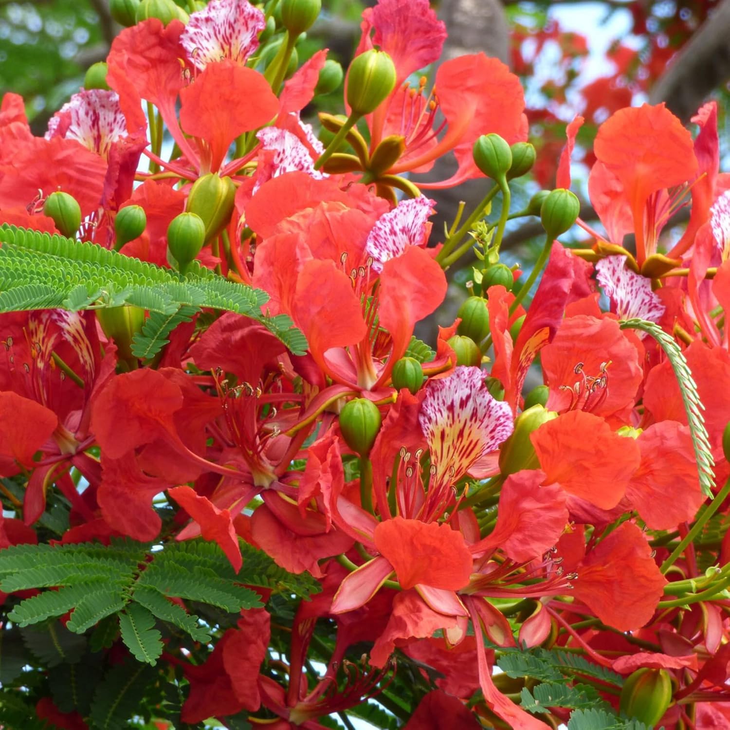 YEGAOL Garden – Semillas Royal Poinciana Delonix Regia, extravagante de bajo mantenimiento, árbol de floración tropical, vistosos parques de hoja