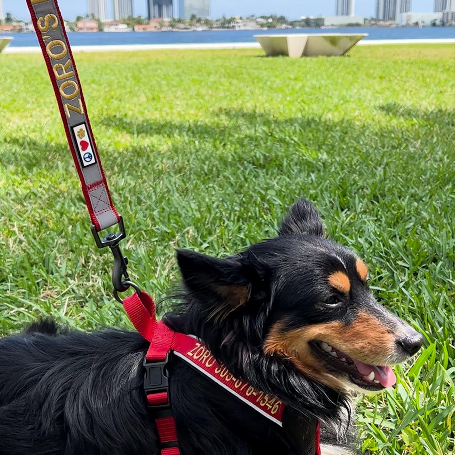 Pawtitas Correa personalizada para perro bordada, correa personalizada con el nombre de tu mascota y número de teléfono, correa reflectante de 6