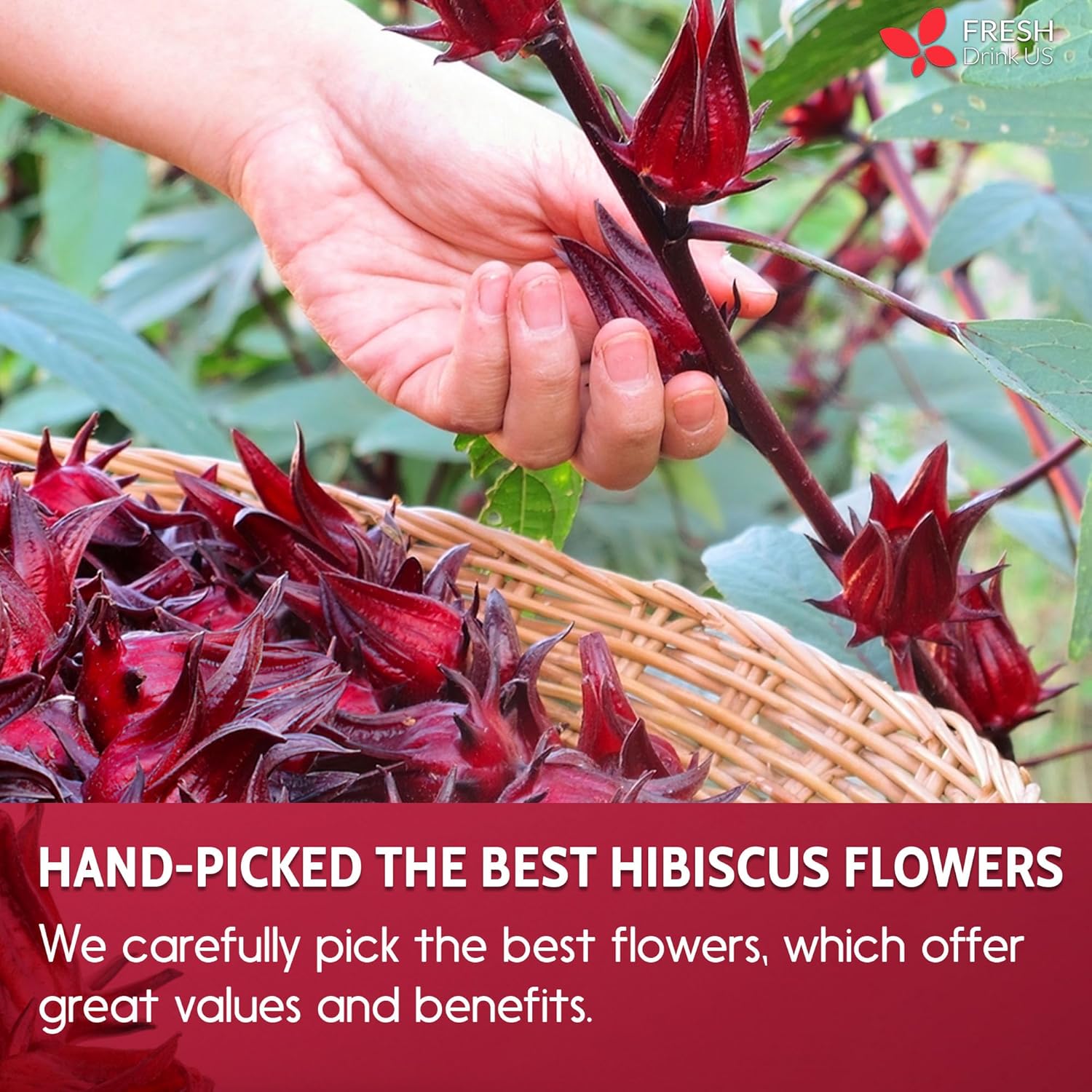 FreshDrinkUS, 235 bolsas de té de flores de hibisco premium, 100% natural, puro de flores de hibisco. Té de hierbas de hibisco de flores sueltas. Té
