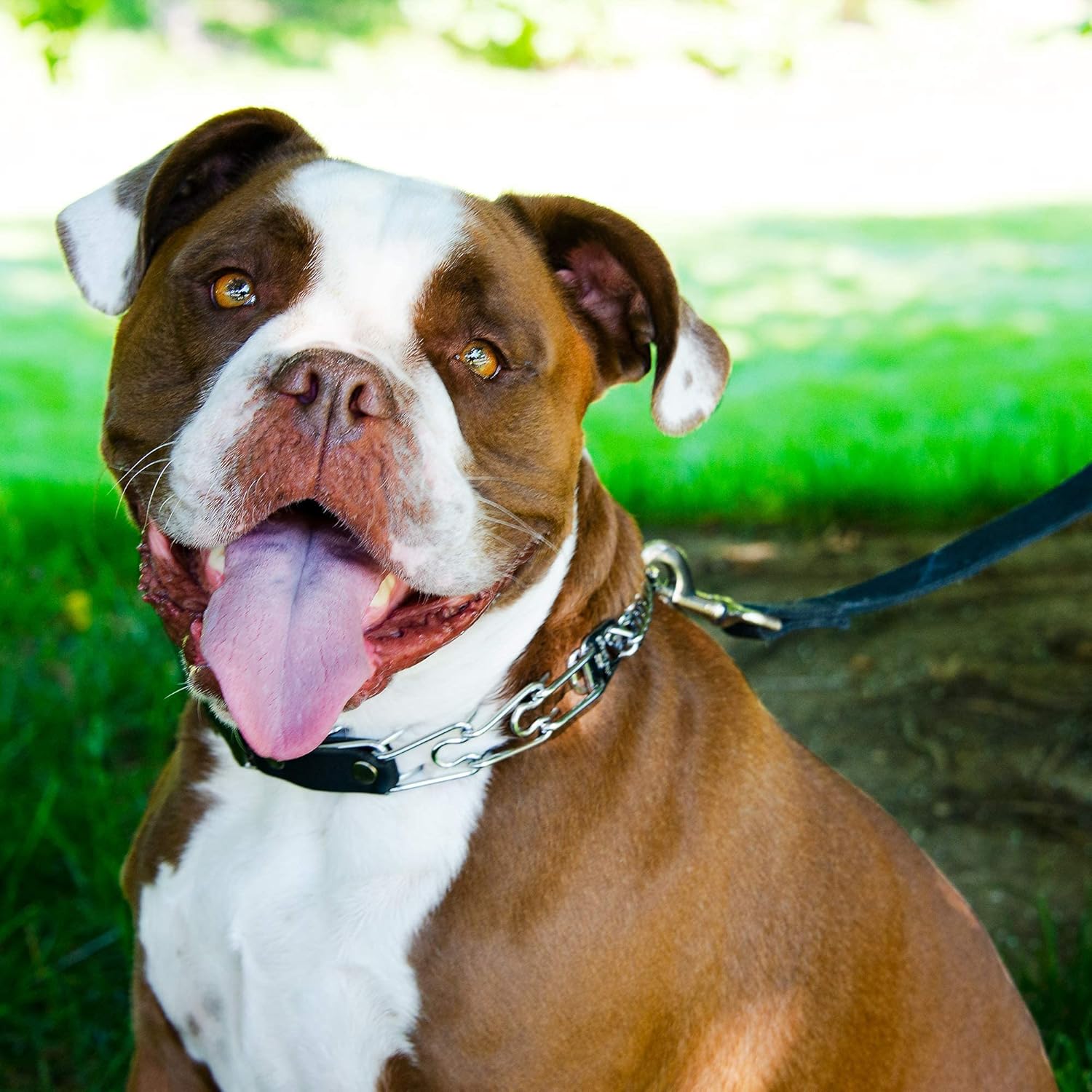 Herm Sprenger – Collar de punta para entrenamiento de perros  Hebilla de liberación rápida y anillo giratorio para un fácil uso  Hecho de acero