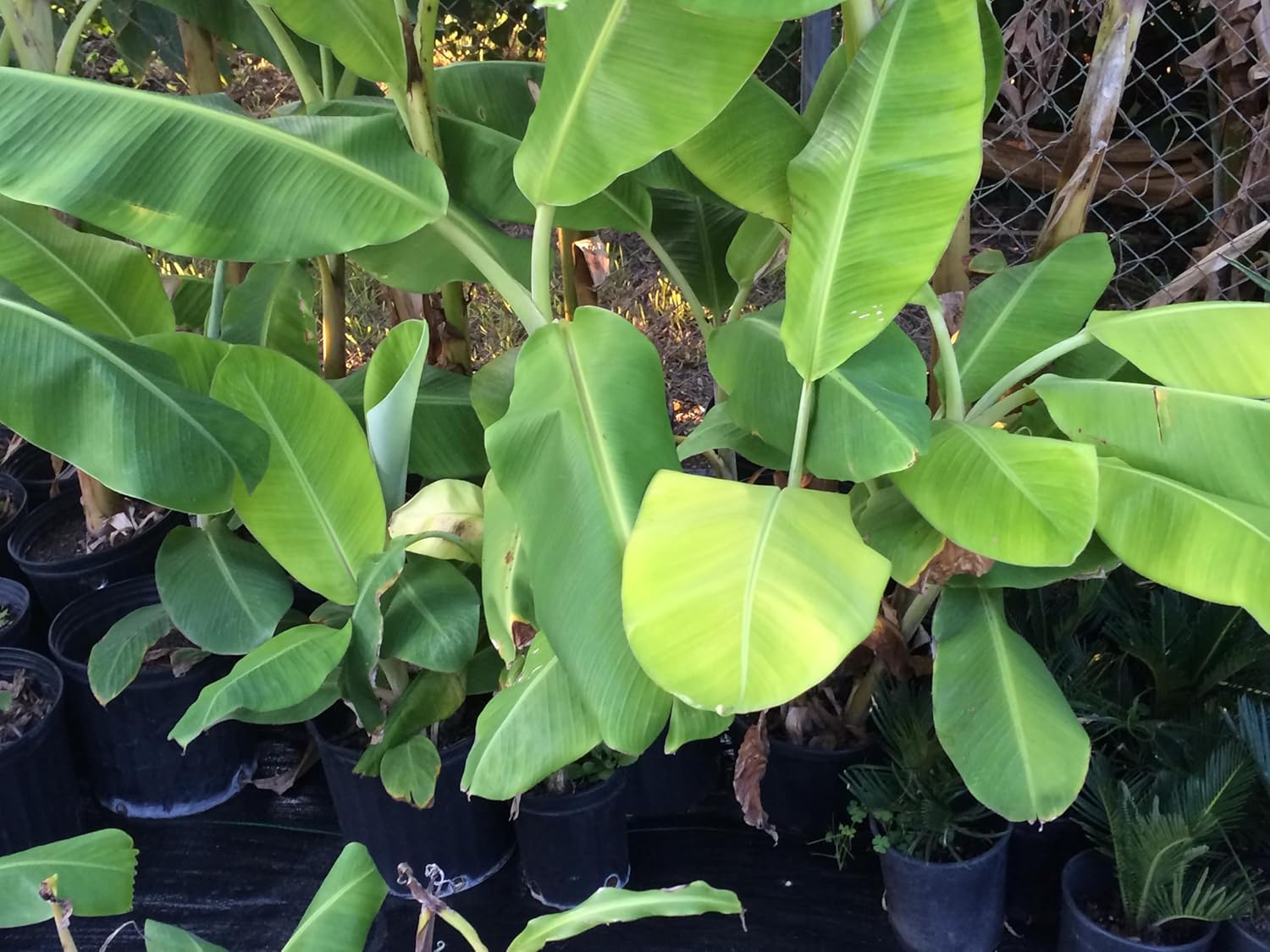 Planta de plátano, plátano Orinoco, Musa accuminata’ (grande 25″ – 36″)