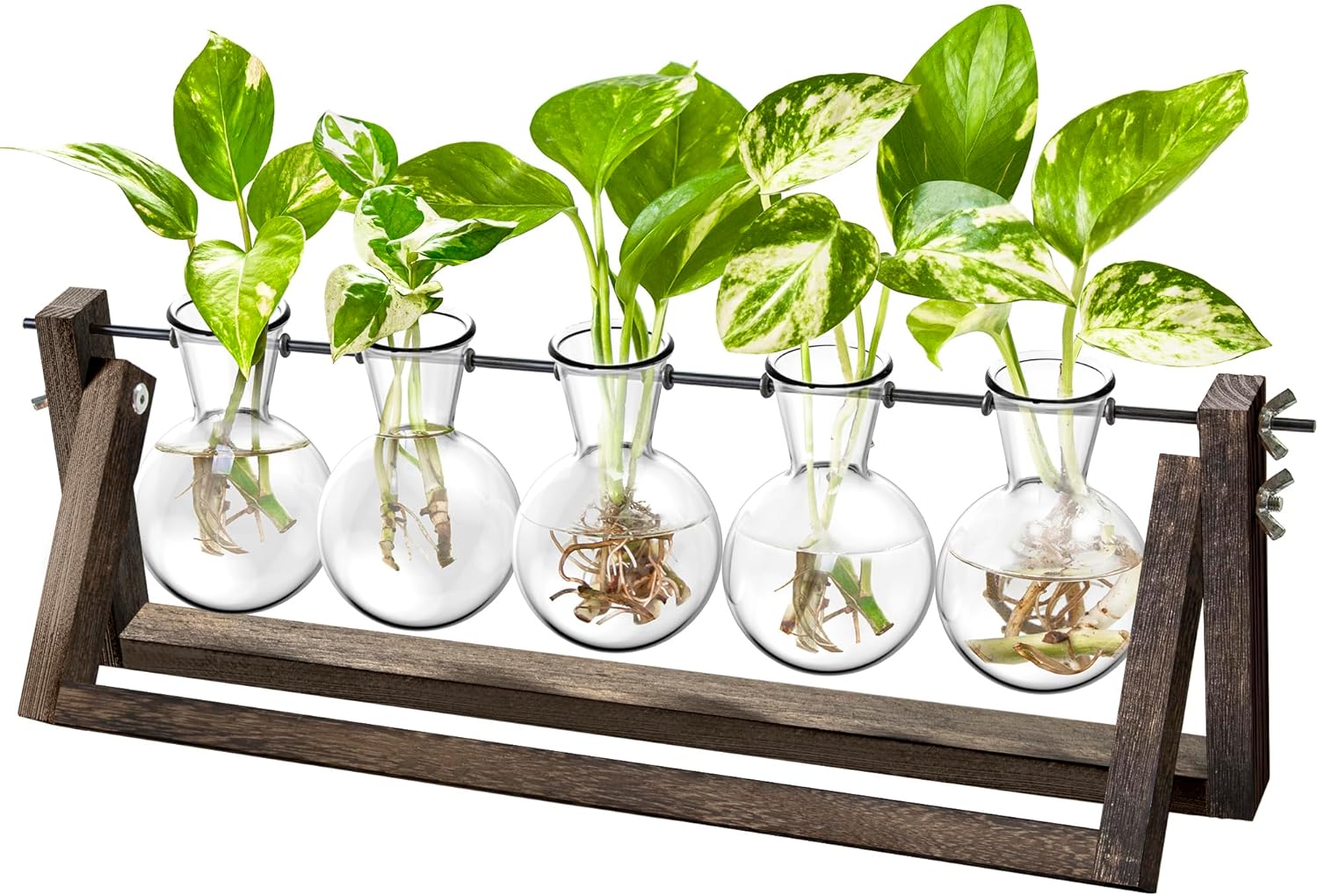 Ivolador – Estación de propagación de escritorio, terrario de plantas con soporte retro de madera maciza y soporte giratorio de metal para plantas