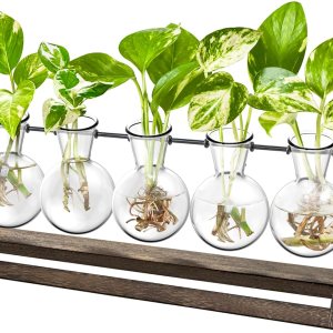 Ivolador – Estación de propagación de escritorio, terrario de plantas con soporte retro de madera maciza y soporte giratorio de metal para plantas Ivolador – Estación de propagación de escritorio, terrario de plantas con soporte retro de madera maciza y soporte giratorio de metal para plantas