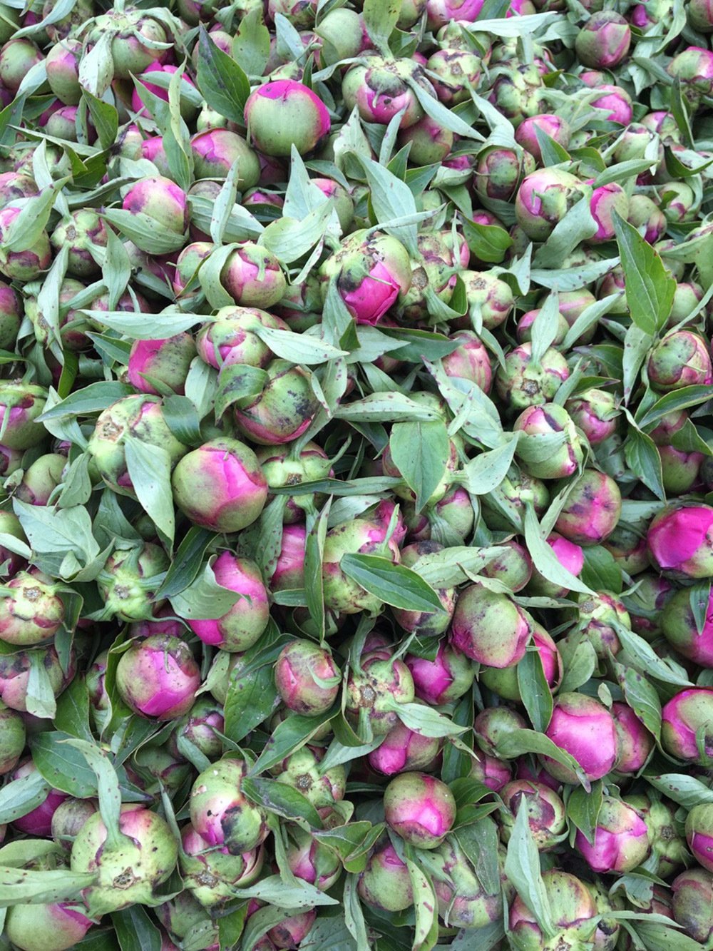 TooGet Bola de peonía fragante Paeonia lactiflora flores secas naturales de peonía al por mayor, grado superior – 4 onzas