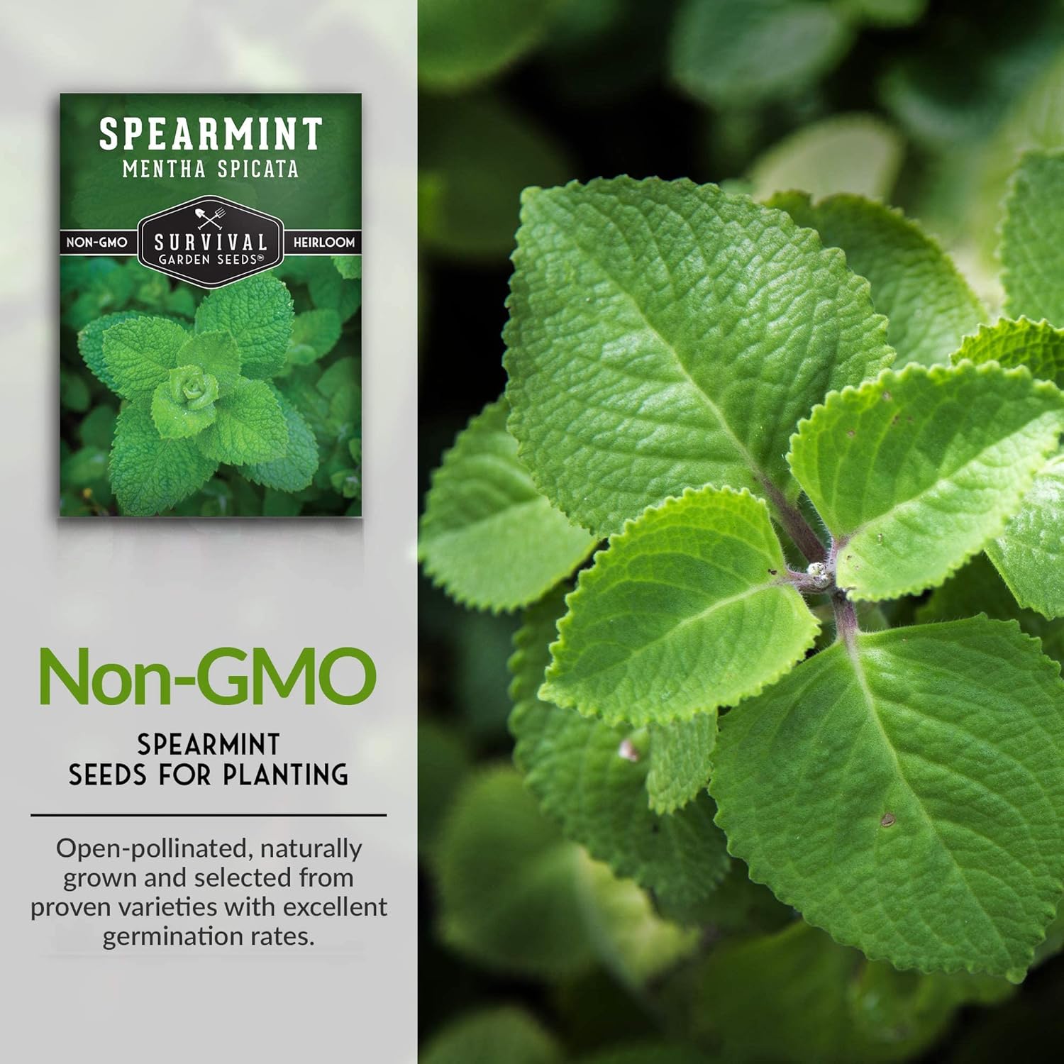 Survival Garden Seeds – 3 paquetes de semillas de menta verde para plantar – Mentha Spicata con instrucciones para plantar deliciosas hierbas y