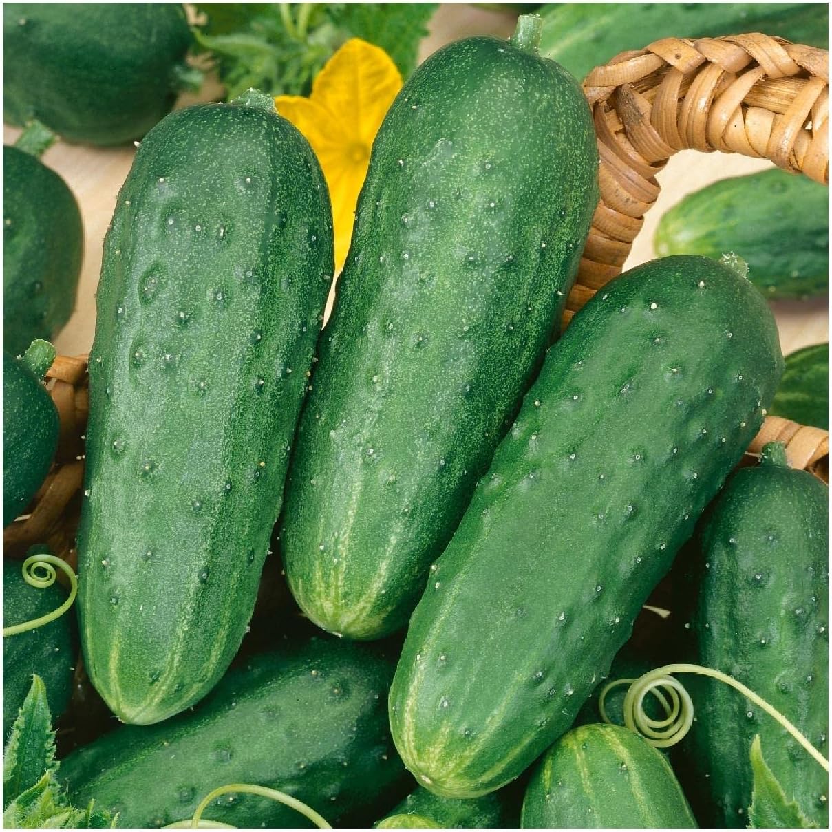 Everwilde Farms – 50 encurtidos caseros orgánicos encurtidos encurtidos pepino – Paquete Gold Vault