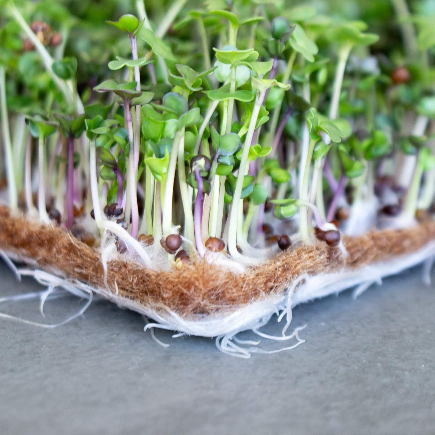 Pro Micro Jute Microgreens – Rollo de tapete de cultivo  10 pulgadas de ancho por 100 pies de largo  1 rollo  Almohadilla de cultivo hidropónica