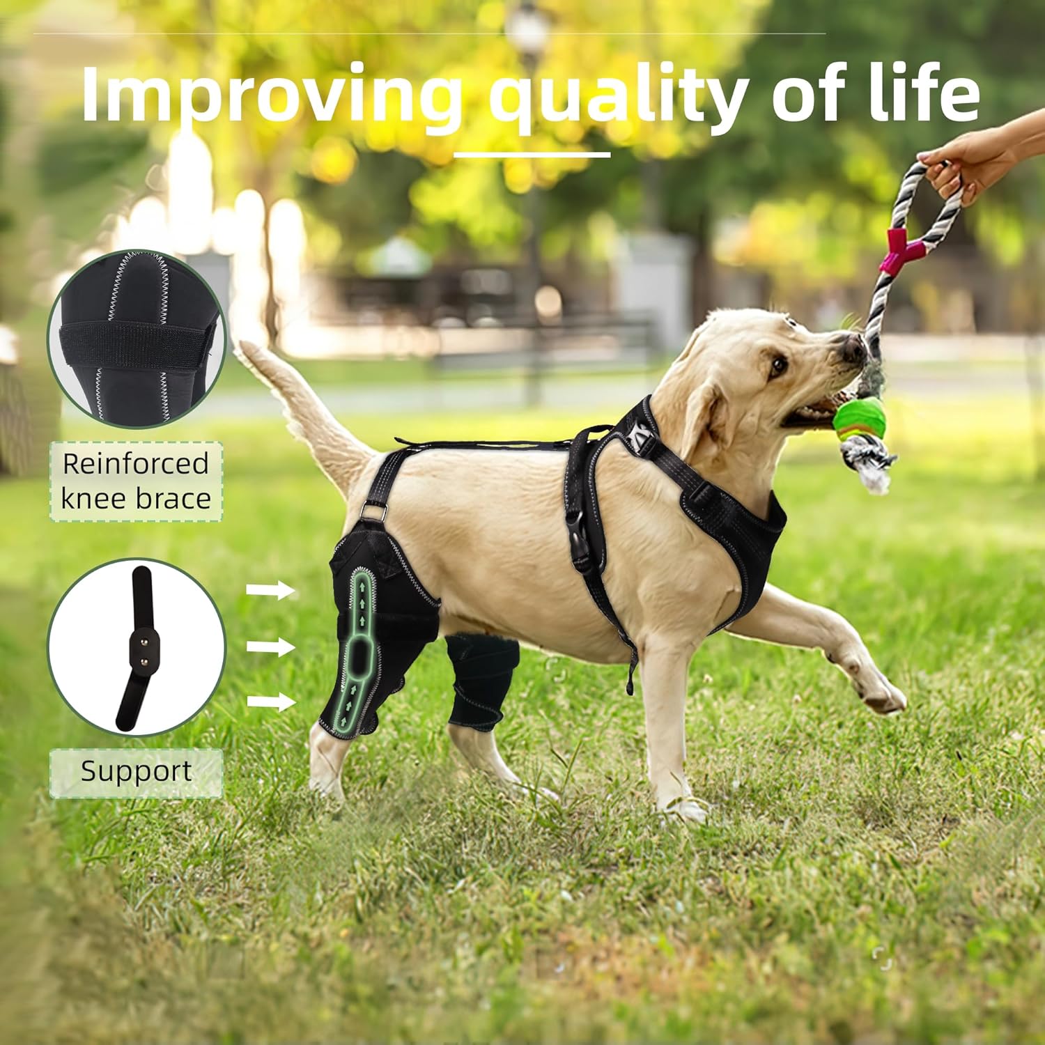 LISPOO – Rodillera para perro para pierna trasera desgarrada, rótula luxante, ligamento cruzado, rodillera para perro Acl soporte de pierna trasera