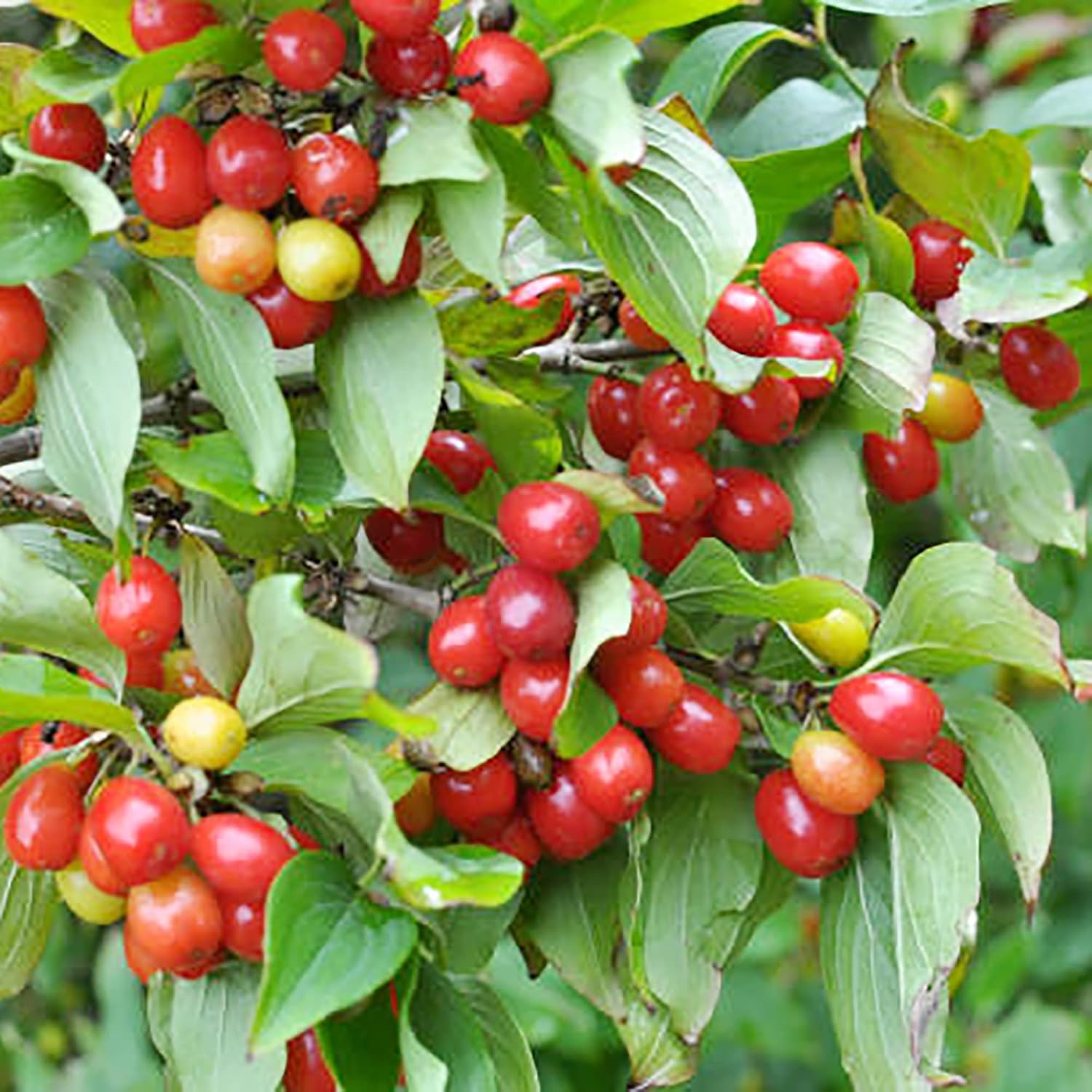 QAUZUY GARDEN 10 semillas de cornelo de cereza de cornalina premium (Cornus Mas), semillas de cornel europeas, sabrosas y de alto rendimiento,