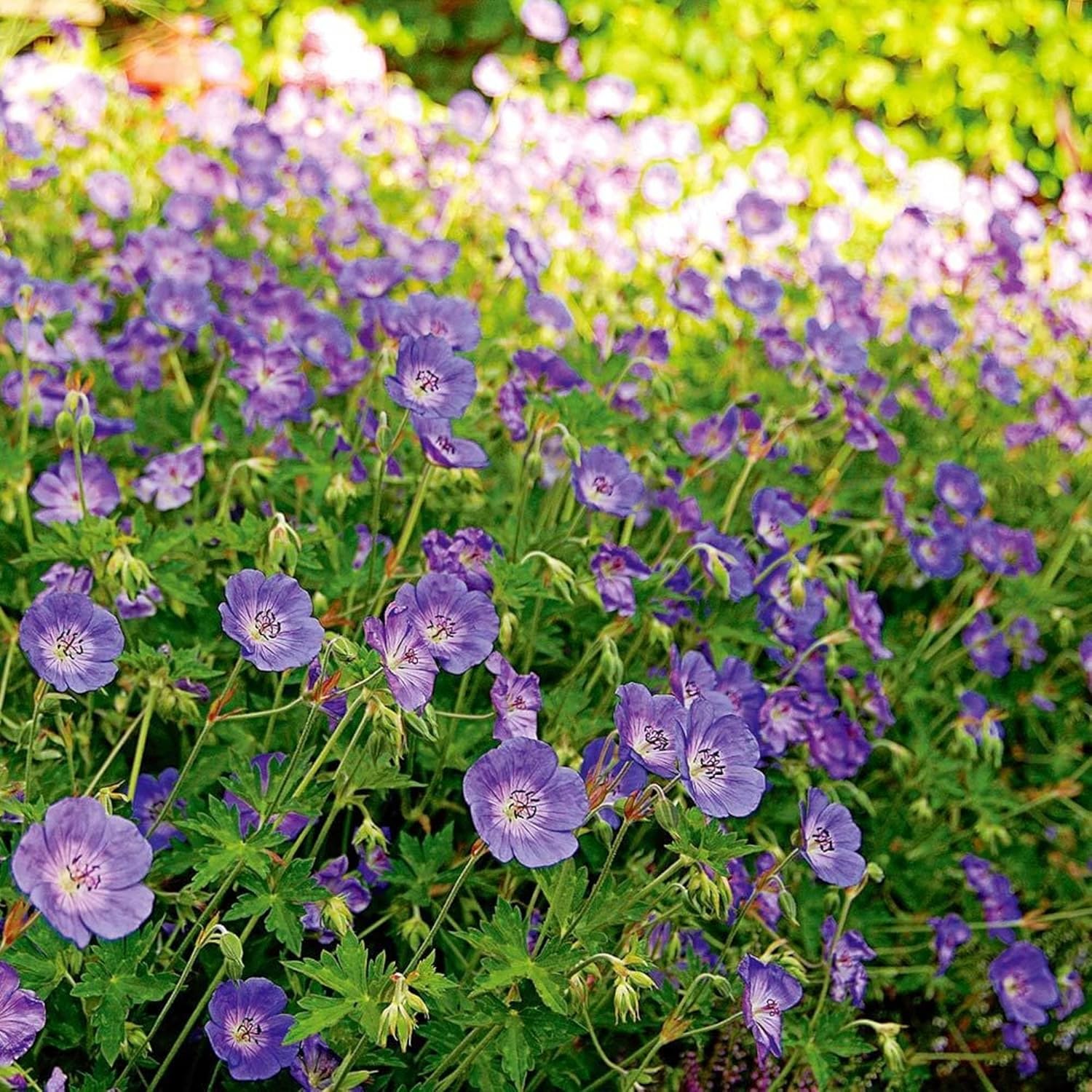 CHUXAY GARDEN Semillas de geranio ‘Rozanne’, 55 piezas de semillas de flores de geranio, resistentes y encantadoras, plantas de flores moradas,