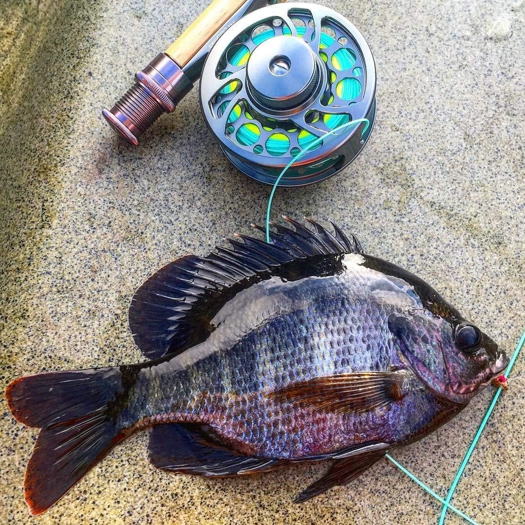 Piscifun Sword Fly – Carrete de pesca con mosca con cuerpo y carrete de aleación de aluminio mecanizado CNC, 56 gris espacial y Piscifun Sword