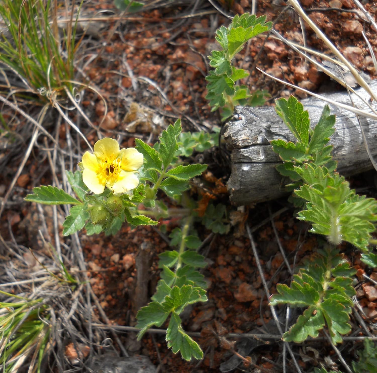 CHUXAY GARDEN 30 semillas Bigflower Cinquefoil ‘Potentilla Fissa’, frondoso Cinquefoil Precioso paisaje de flores amarillas rocas que crece en