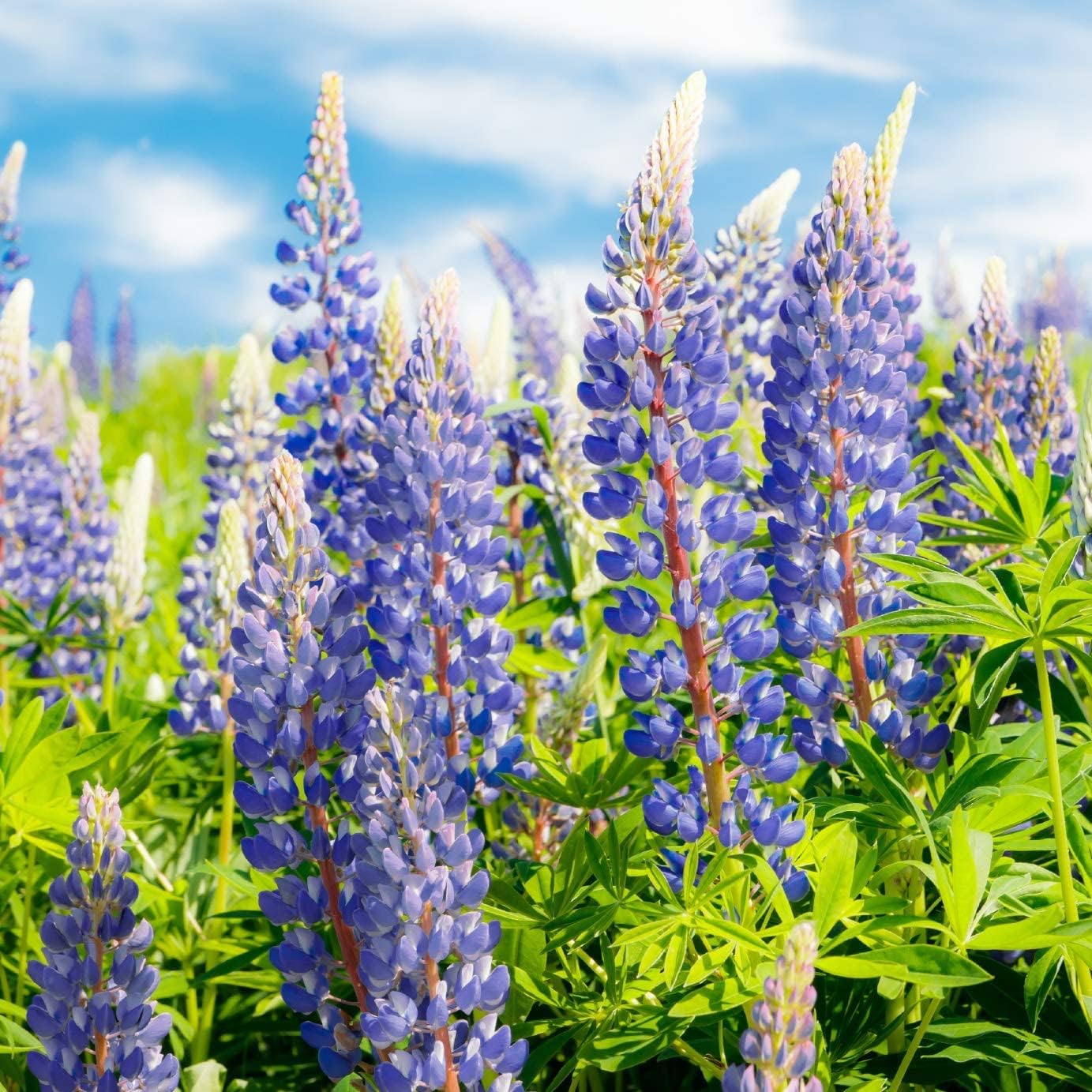Semillas de plantas de flor de altramuz azul perenne (Lupinus perennis) – Más de 750 semillas premium – Sin OMG