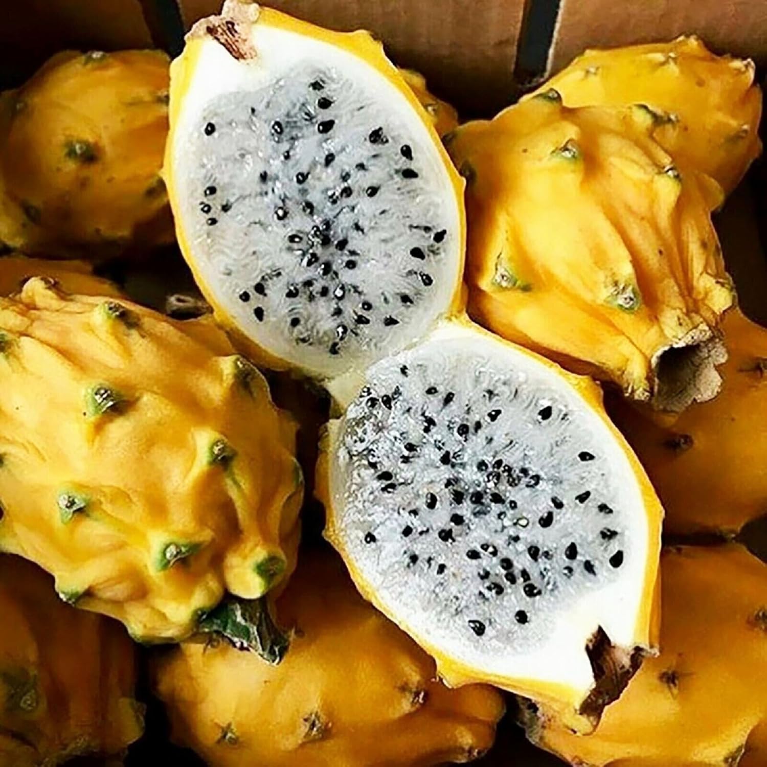 CHUXAY GARDEN Semilla de fruta del dragón amarillo 50 semillas de color raro Pitaya Fruit Heirloom Dulce Jugoso Frutas Ricas en Vitaminas