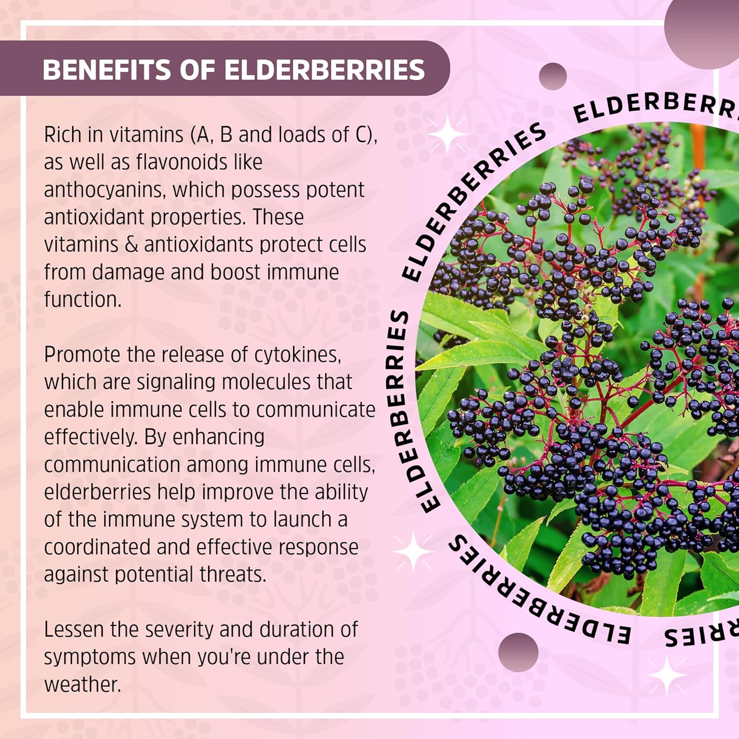 Seattle Elderberry Kit de bricolaje de apoyo estacional haz un delicioso jarabe de suplemento de hierbas sin gluten con potentes beneficios para la