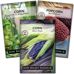 Sow Right Seeds – Colección de semillas de maíz raras para plantar – Variedades de palomitas de maíz, hopi azul y nogal blanco King – Paquetes de Sow Right Seeds – Colección de semillas de maíz raras para plantar – Variedades de palomitas de maíz, hopi azul y nogal blanco King – Paquetes de