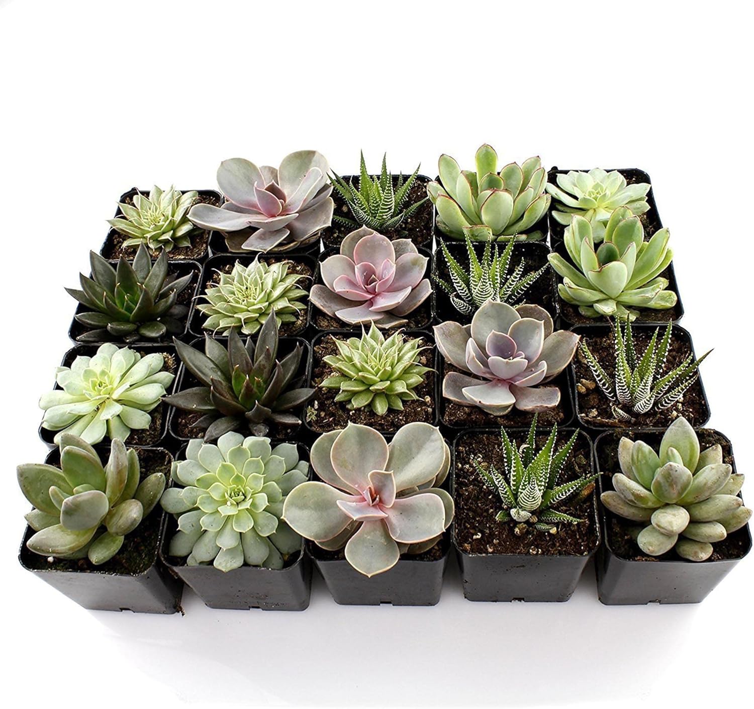YEGAOL Garden – Semillas de plantas suculentas mixtas fáciles de cuidar, tolerantes a la sequía, decoración de jardín, macetas para interiores y