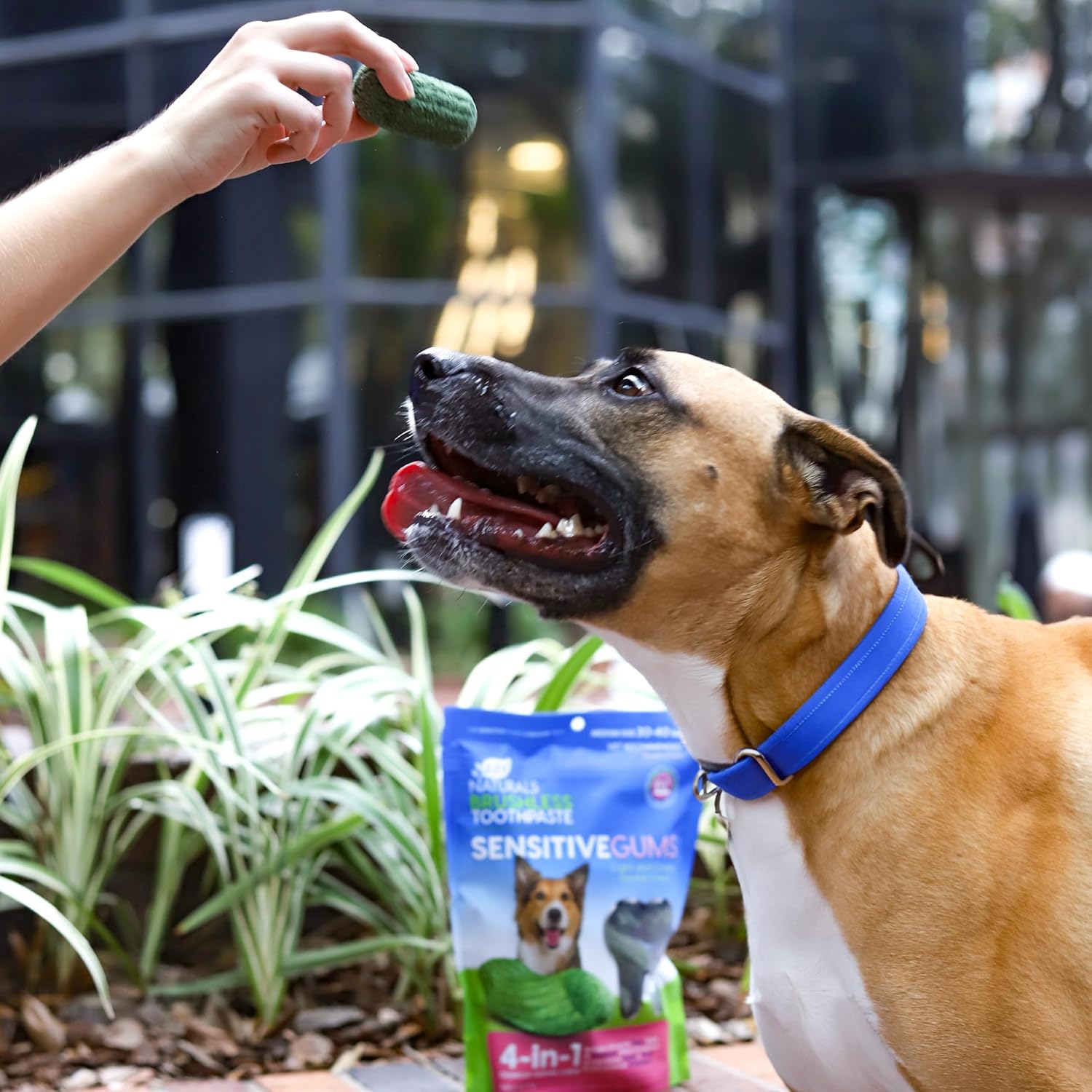 Ark Naturals Pasta de dientes sin escobillas para encías sensibles, masticables dentales para perros para razas medianas, recomendado por