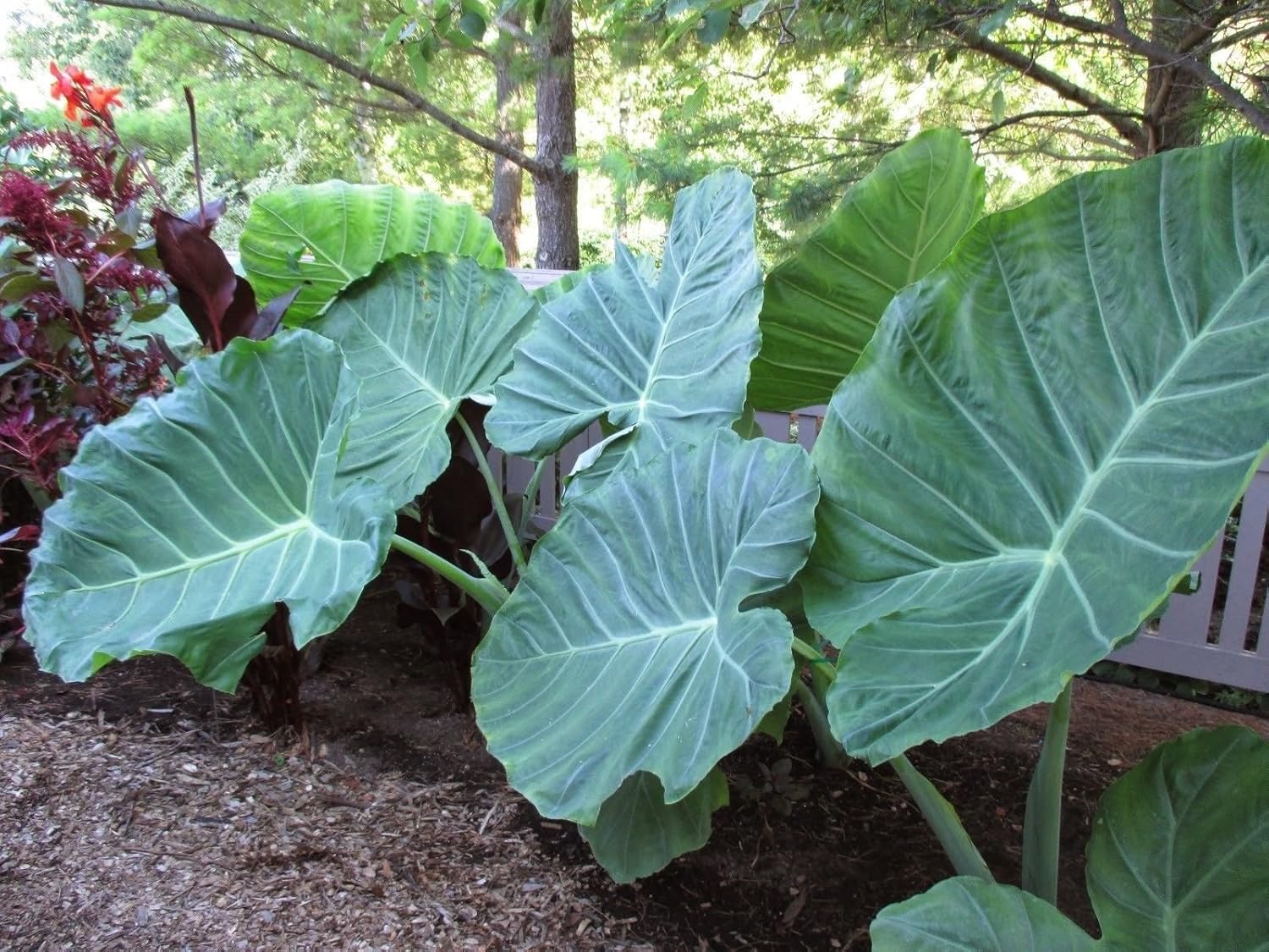 3 Bombillas Vivas Colocasia gigantea Tailandia Gigante Tailandia Oído de Elefante Gigante Tailandia Hoja enorme