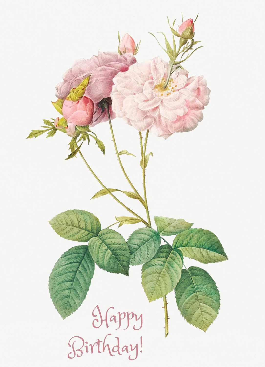 PIXILUV Tarjeta de felicitación de feliz cumpleaños  Rosas rosas suaves y hojas verdes  Tarjeta de felicitación grande vintage de deseos de