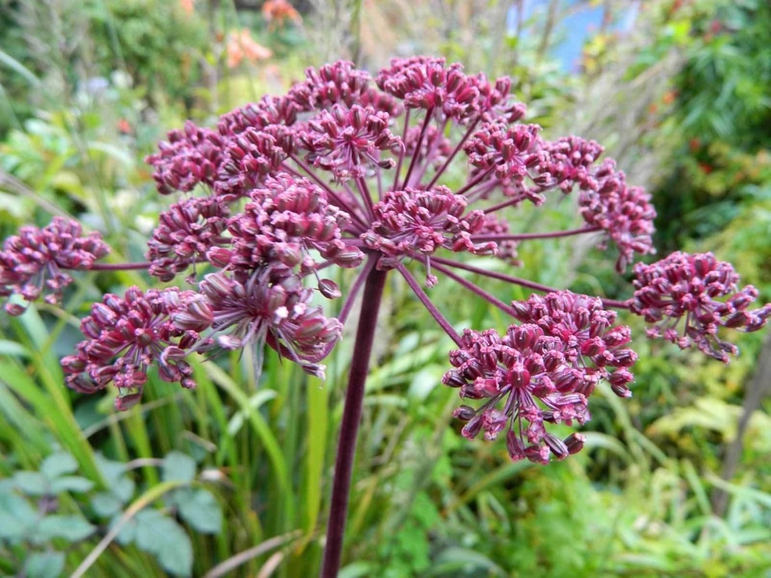 Angelica gigas Angelica coreana gigante moradaDang GUI 20_Seeds