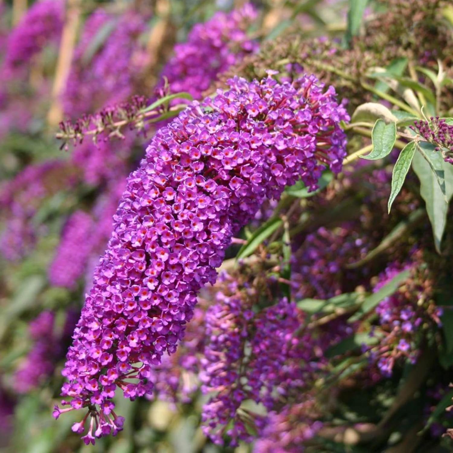 YEGAOL Garden – Semillas de arbusto de mariposa morada Buddleia Davidii, fragantes, de rápido crecimiento, arbusto caducifolio, atrae mariposas,