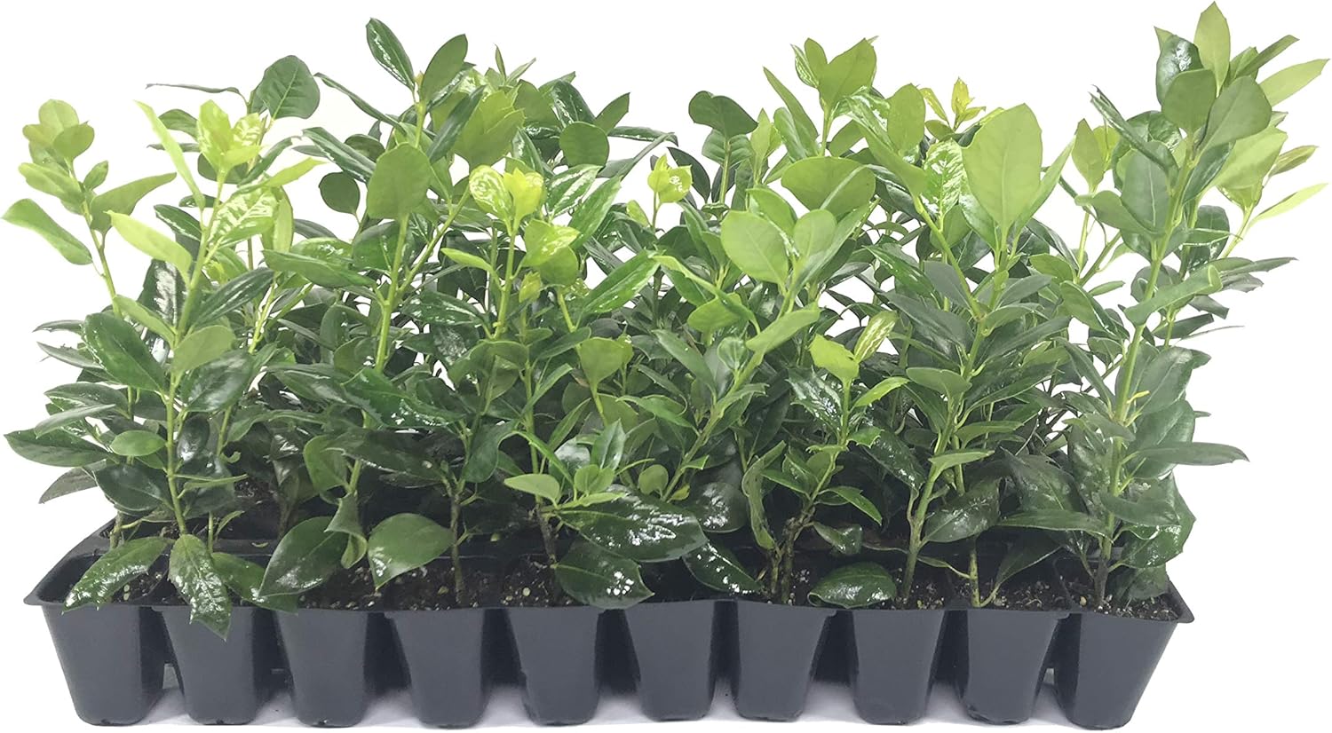 Nellie R. Stevens Holly – 15 plantas vivas – Cobertura de privacidad de hoja perenne