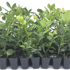 Nellie R. Stevens Holly – 15 plantas vivas – Cobertura de privacidad de hoja perenne Nellie R. Stevens Holly – 15 plantas vivas – Cobertura de privacidad de hoja perenne