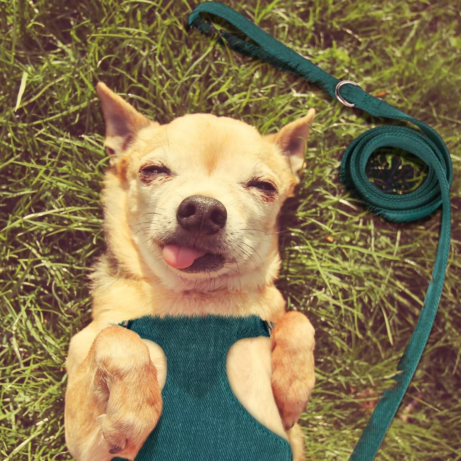 Didog Juego de arnés y correa para perro pequeño, suave y lindo arnés para perros pequeños, arnés ajustable para perros pequeños, arnés para perros