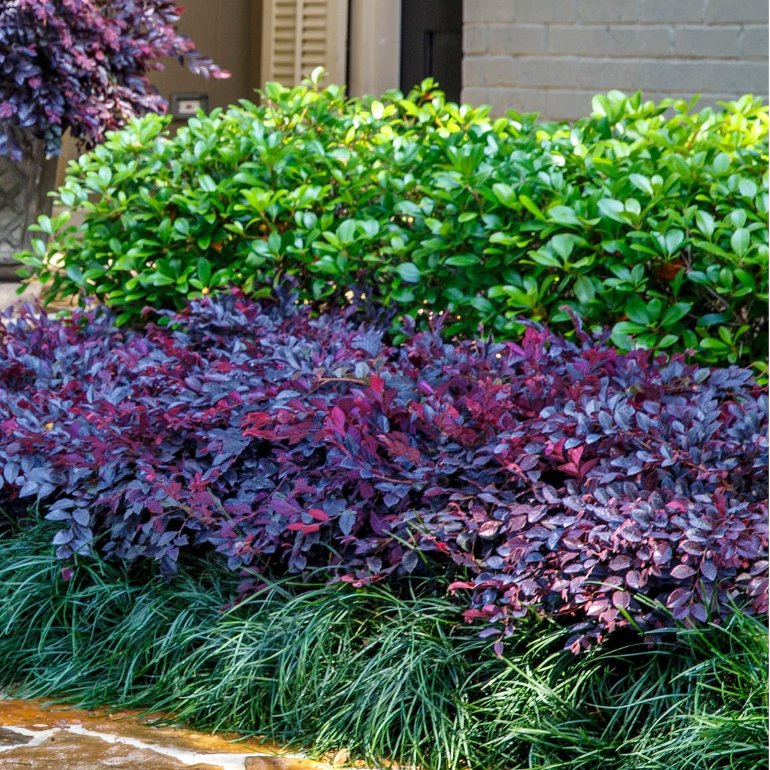 Purple Daydream – Loropetalum enano (2 galones) arbusto de hoja perenne compacto con flores rosadas, pleno sol a parcial, planta viva al aire libre
