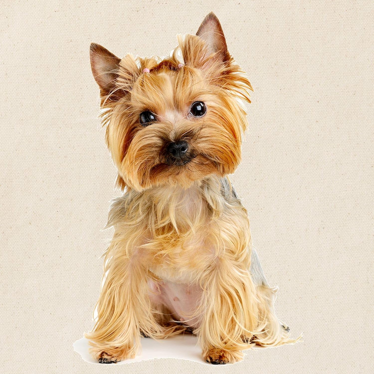CafePress Yorkie – Bolsa de lona para compras, Caqui, Bolso tote Yorkie