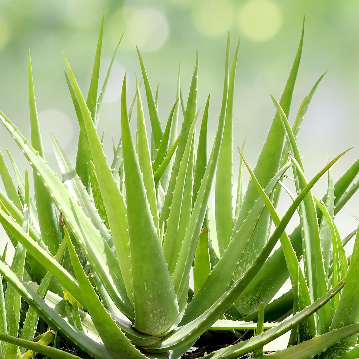 QAUZUY GARDEN Semillas de aloe vera mezcladas con 100 semillas de plantas suculentas exóticas perennes, llamativa planta suculenta fragante, bajo