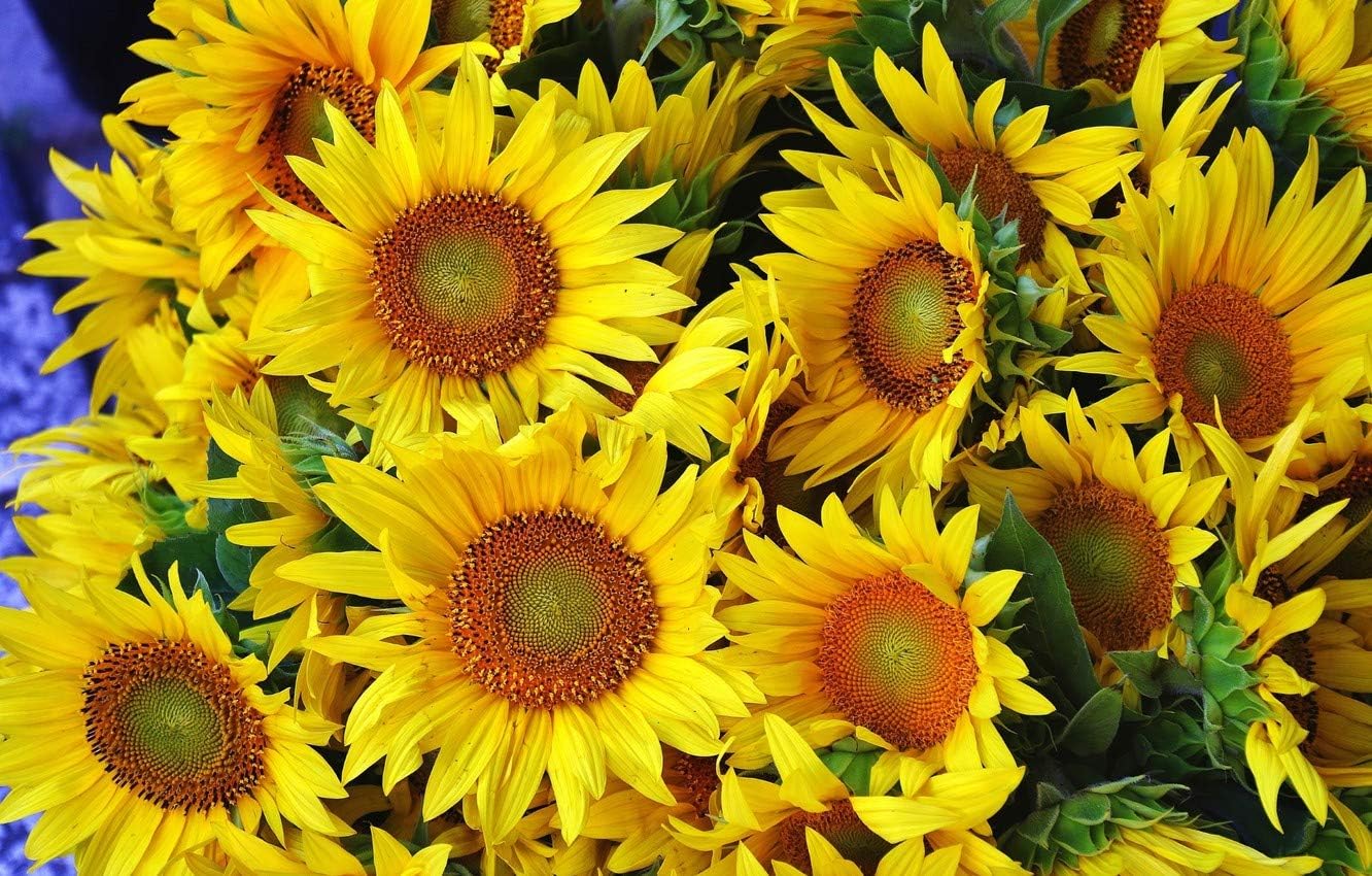 CEMEHA SEEDS – Flores anuales de titanes ornamentales gigantes de girasol amarillo para plantar