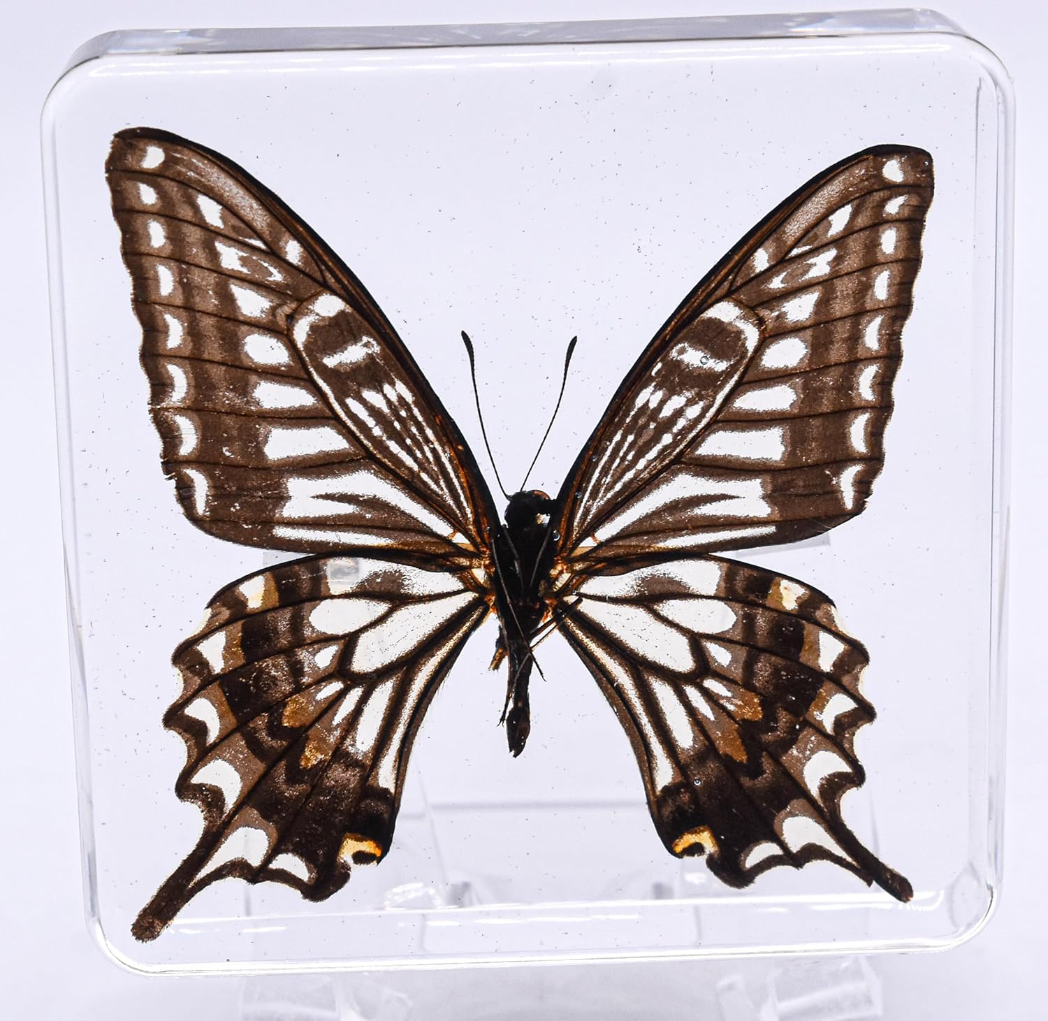 Mariposa de cola de golondrina real de 2.953 in en resina de lucita cristalina, colección de manualidades de taxidermia preservada para biología,