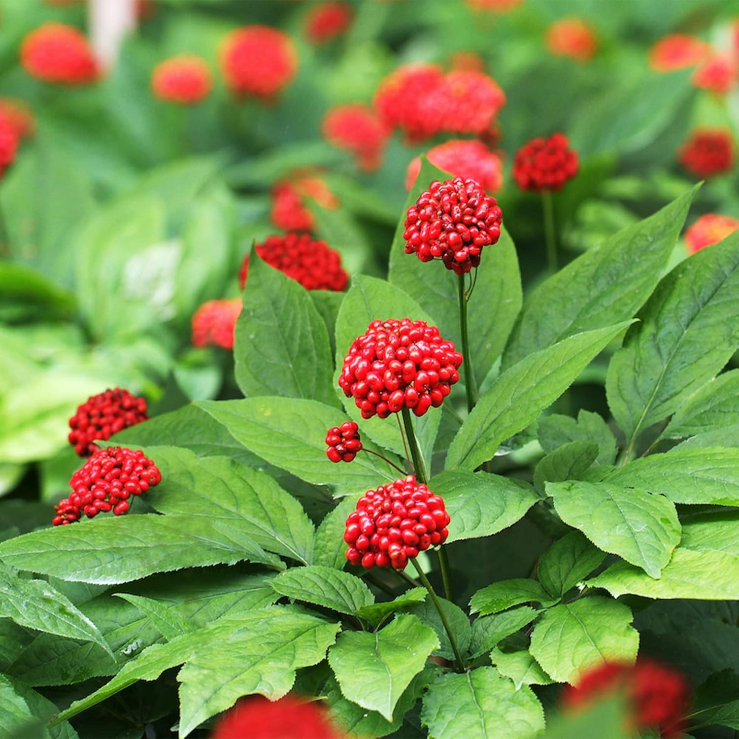 QAUZUY GARDEN – 300 semillas de ginseng americano estratificadas Panax quinquefolium L, fáciles de cultivar, cultiva tu propio ginseng